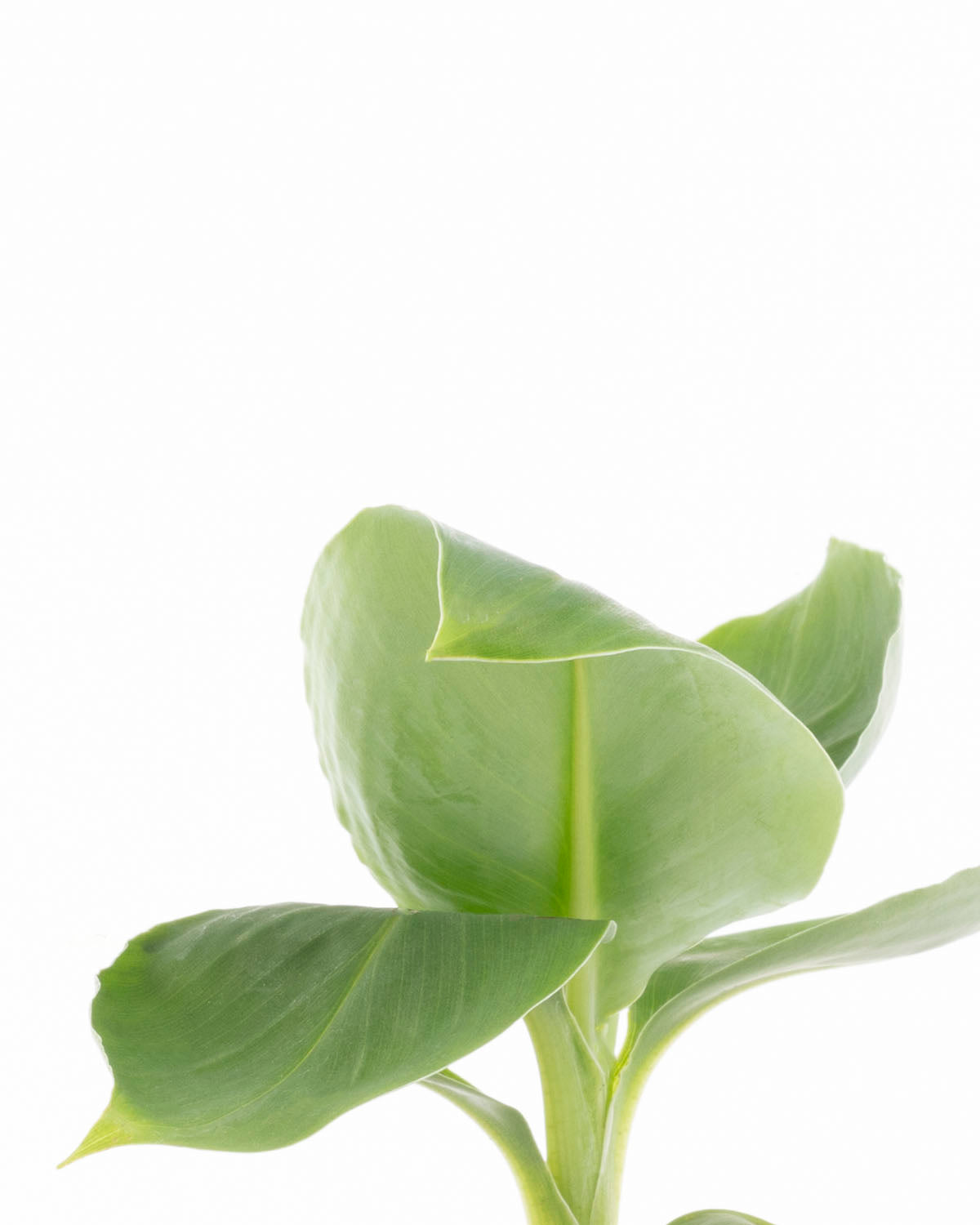 Lil' Banana Plant
