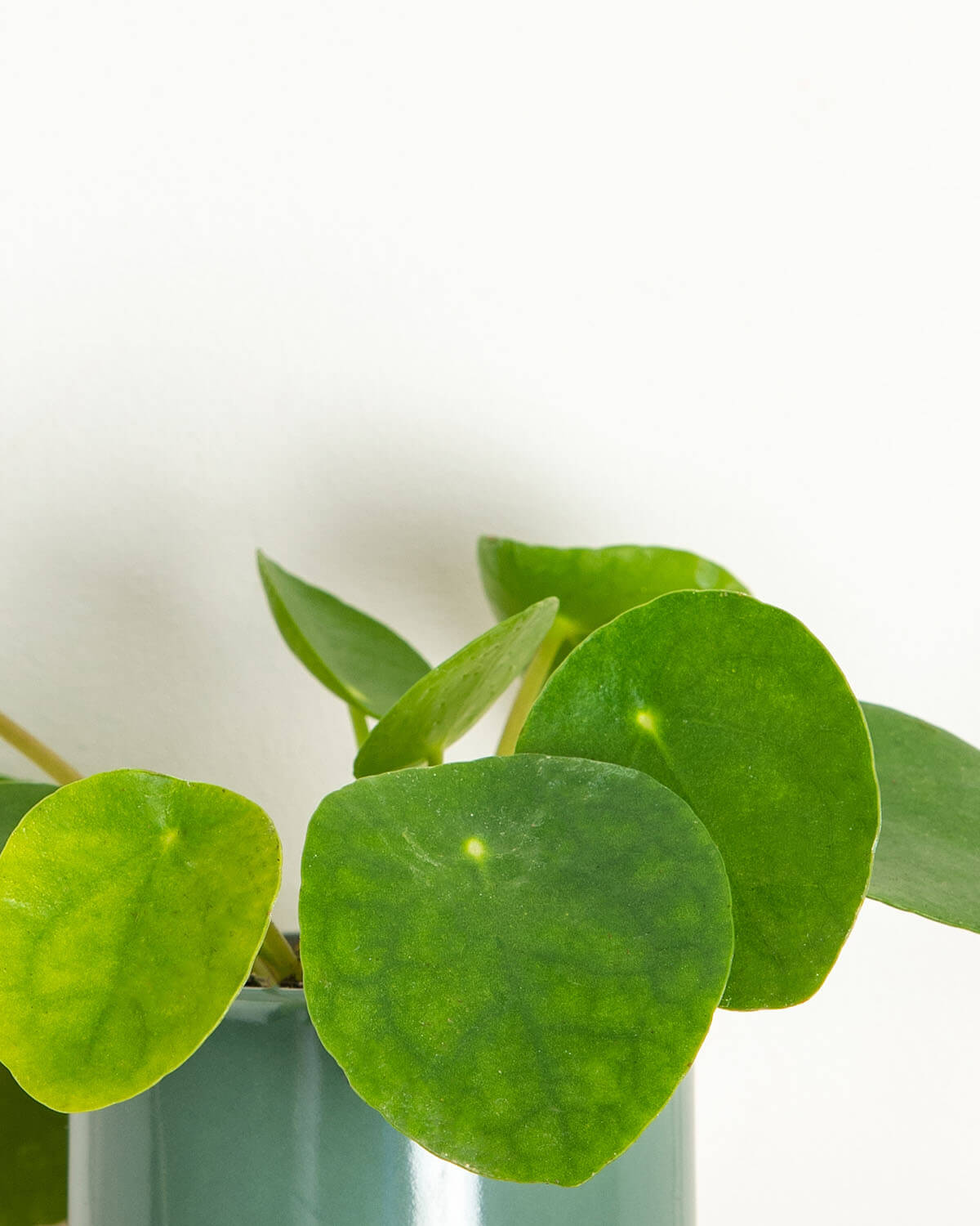 Lil' Chinese Money Plant