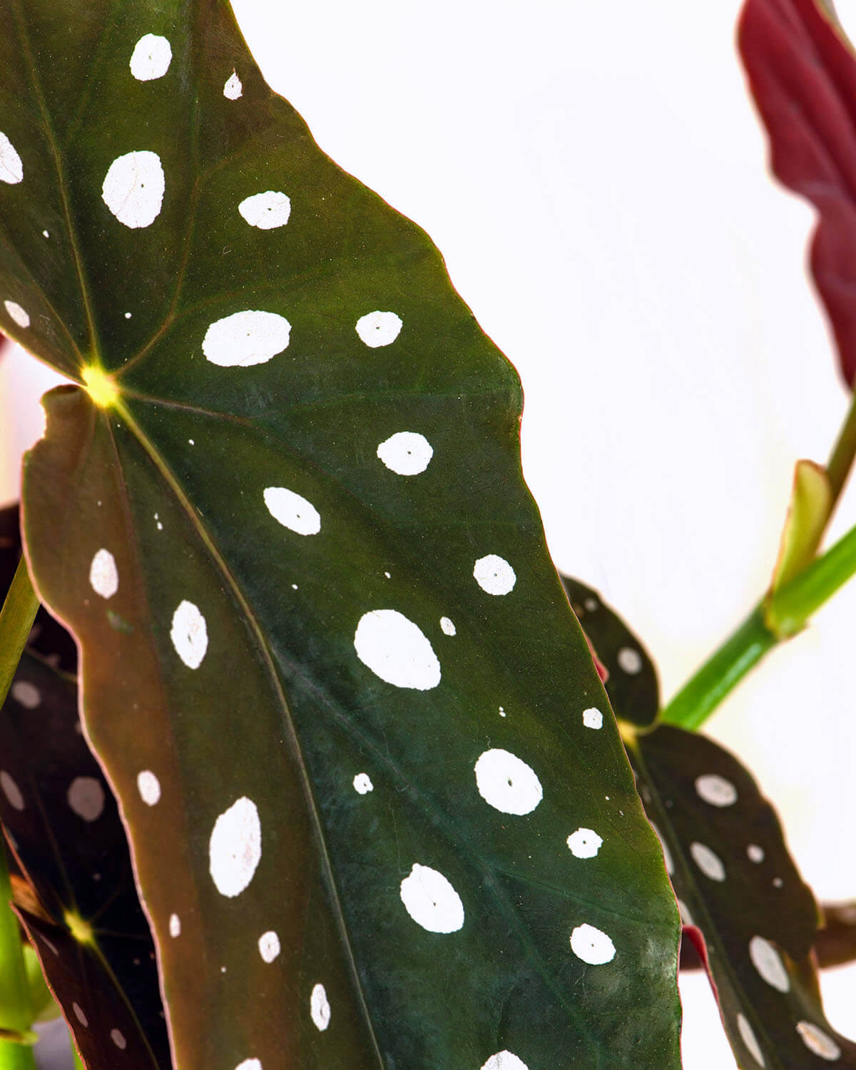 Polka Dot Begonia