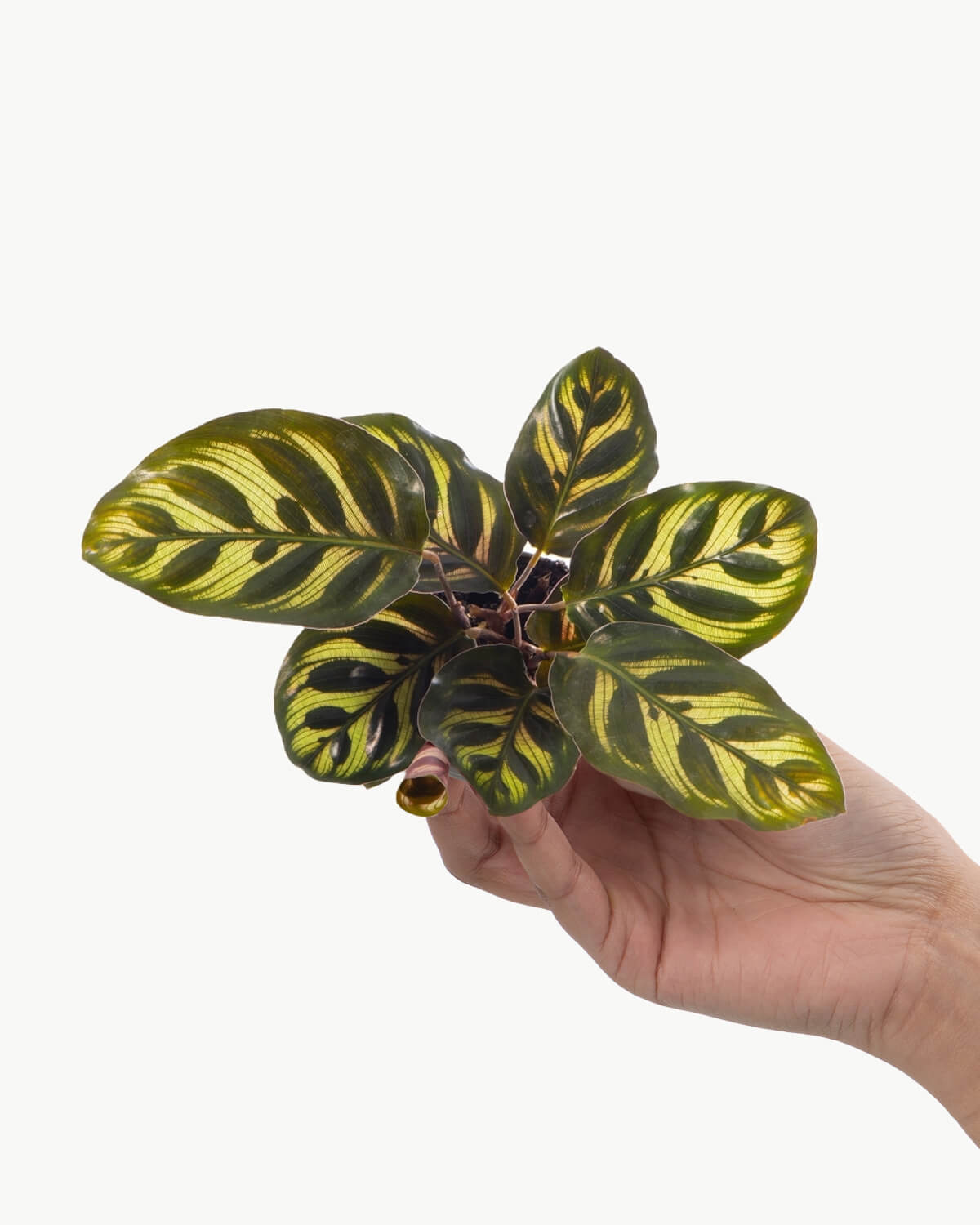 Lil' Makoyana Prayer Plant