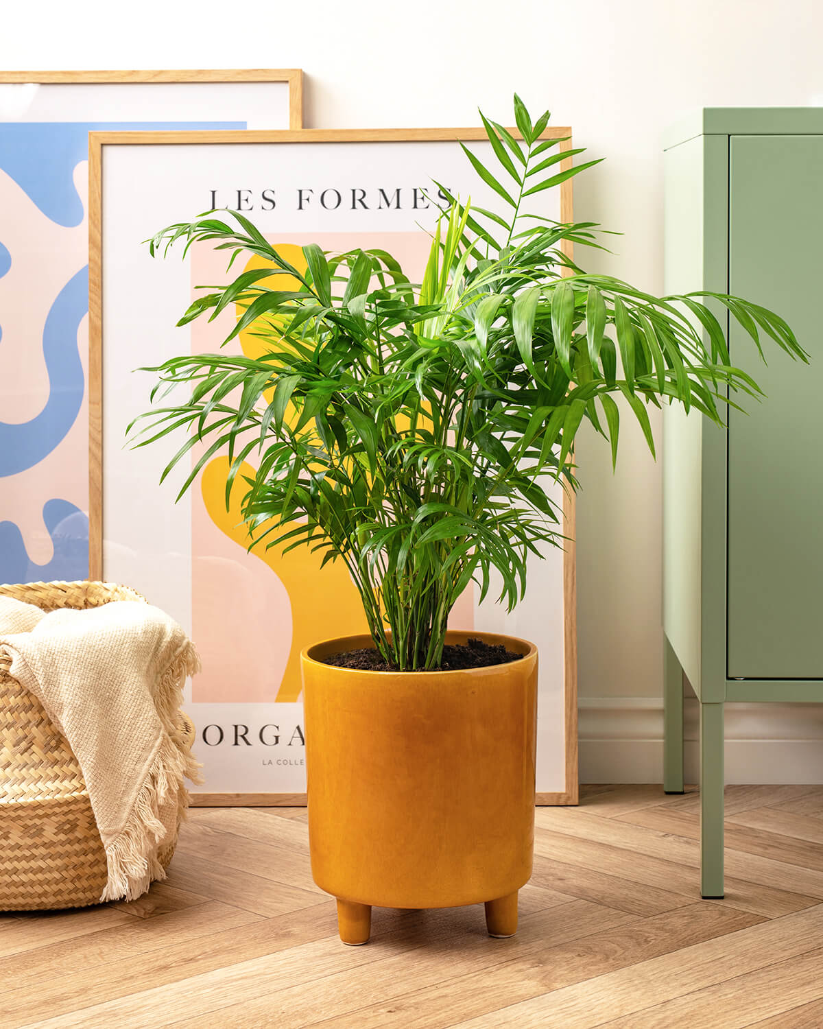 parlor palm uk Parlour Palm | Chamaedorea Elegans