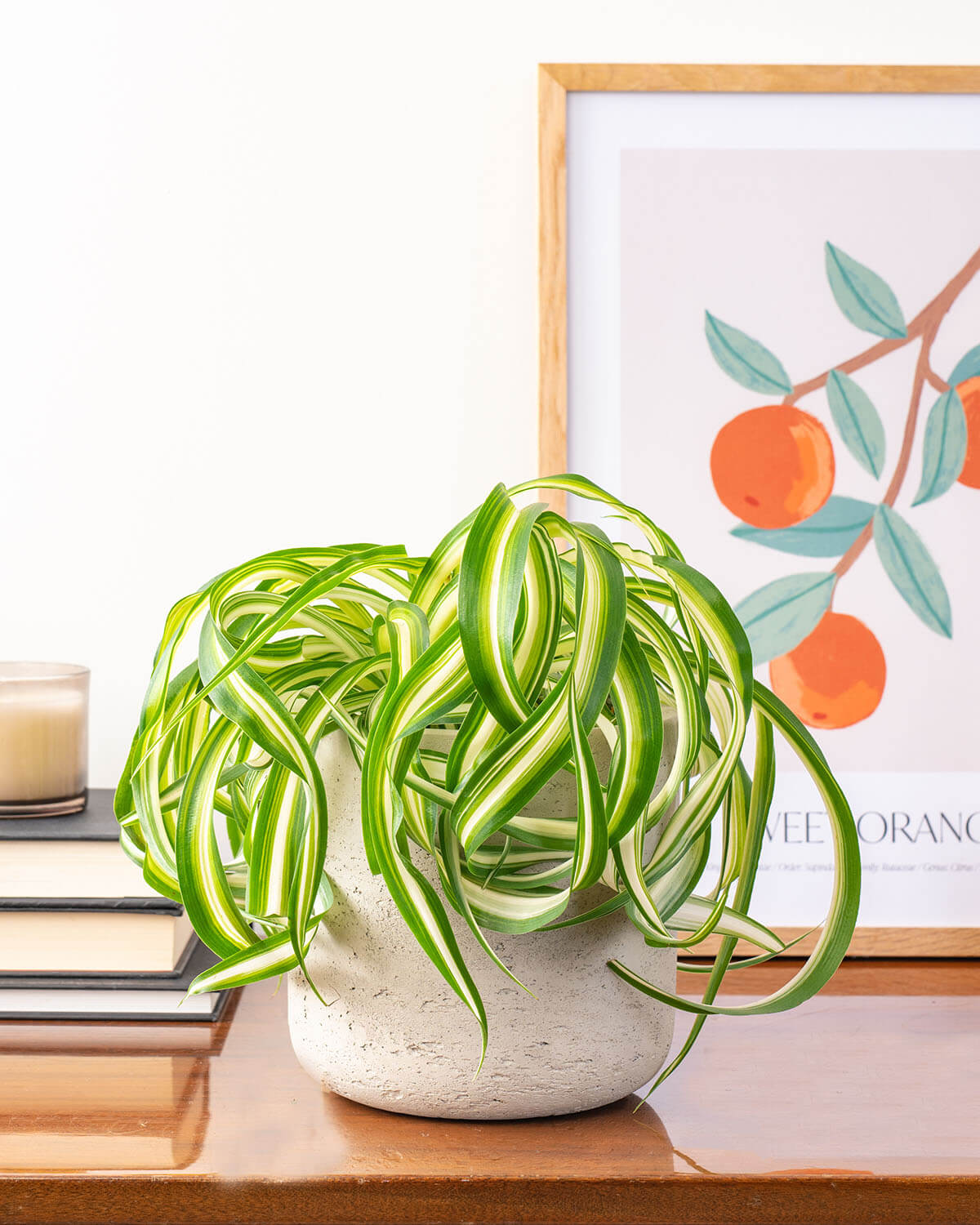 Curly Spider Plant
