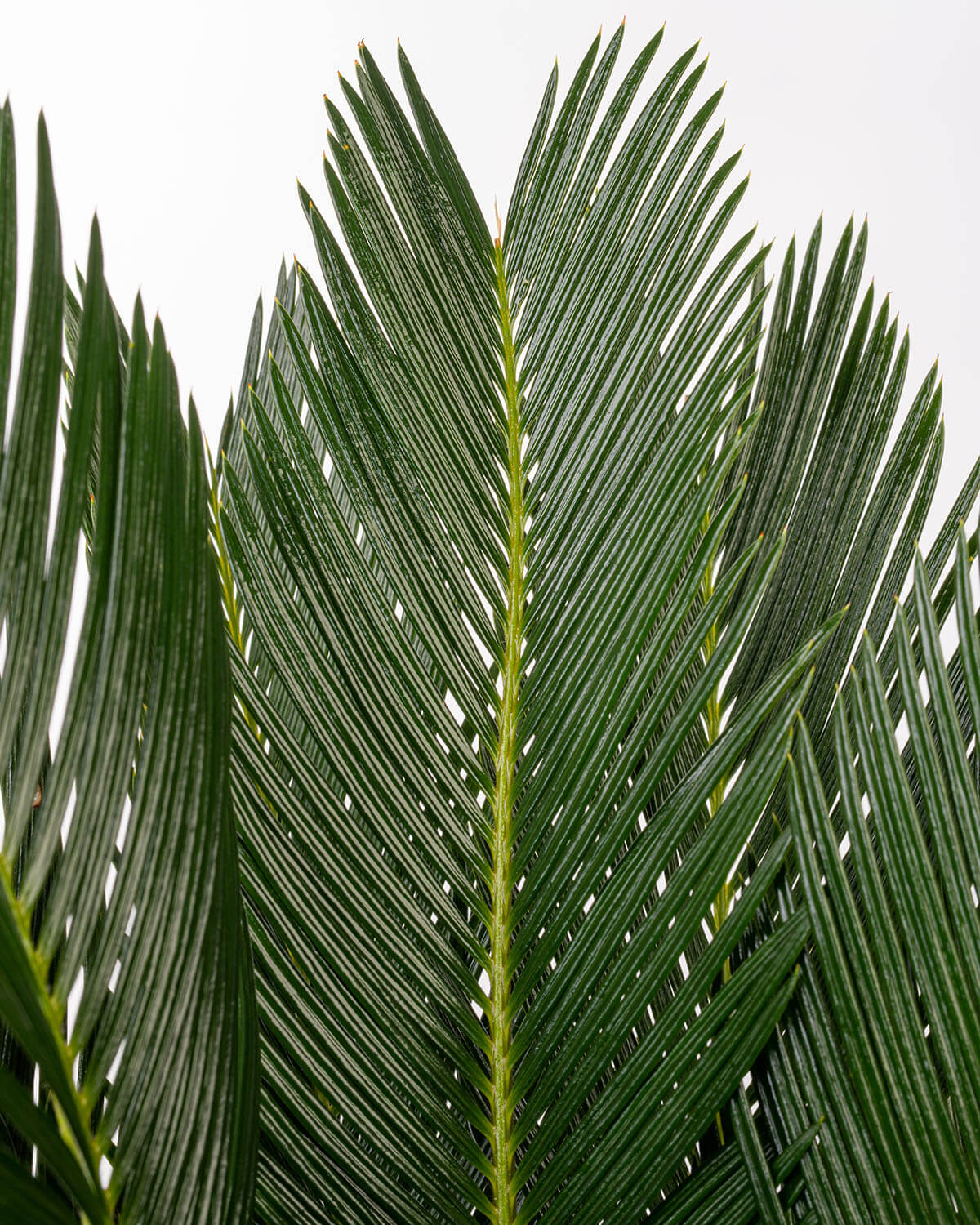 Sago Palm