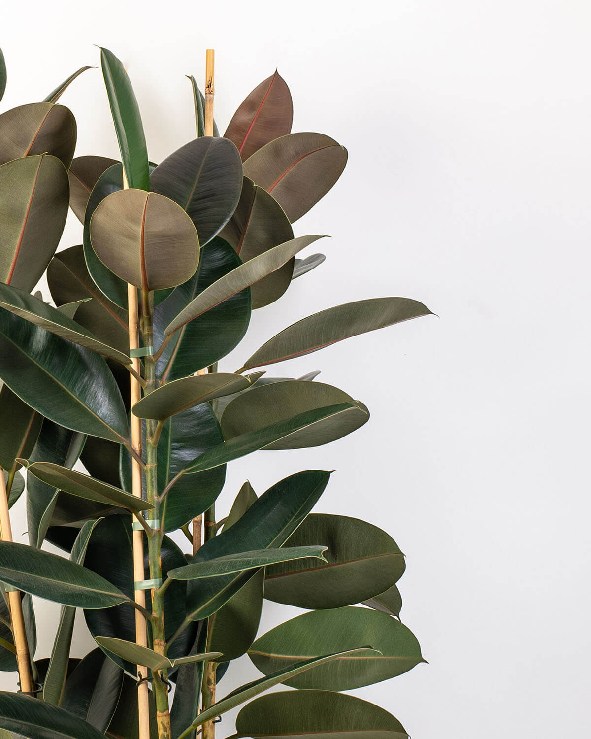 Abidjan Rubber Plant