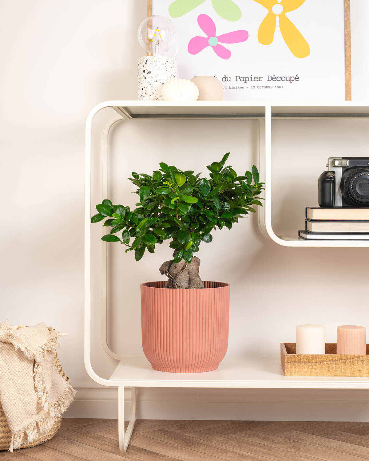 Ficus Bonsai Tree