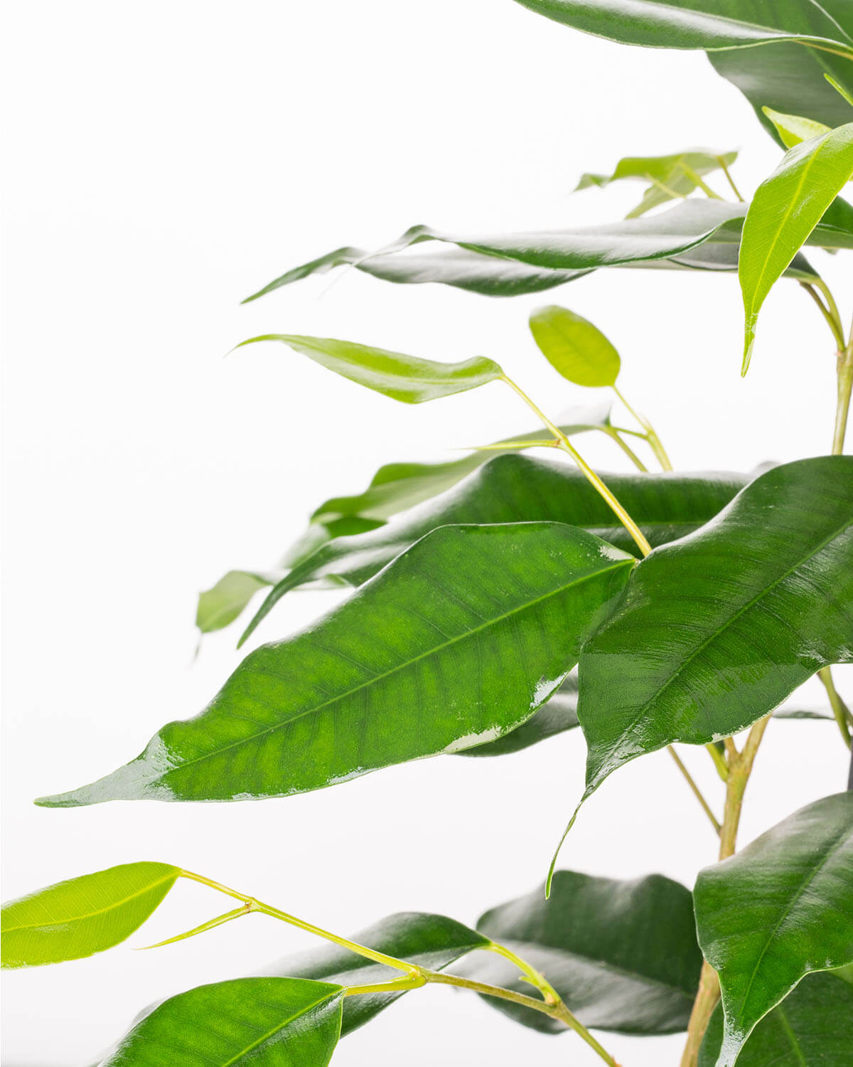 Weeping Fig