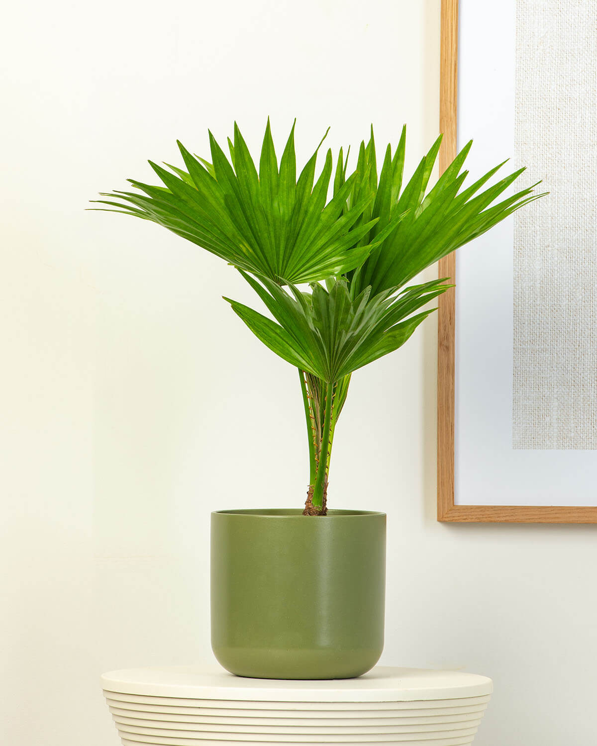 Footstool Palm