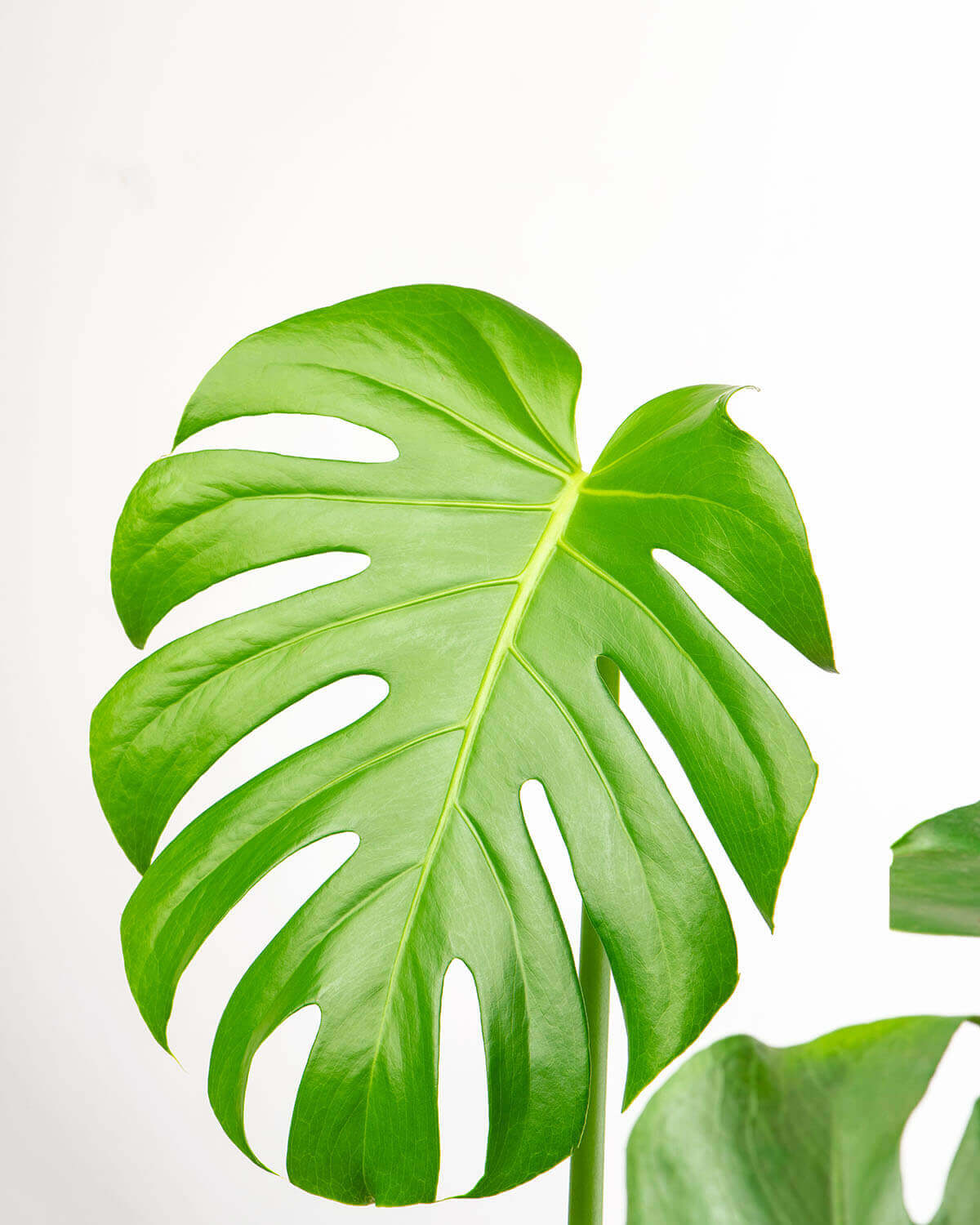 Swiss Cheese Plant