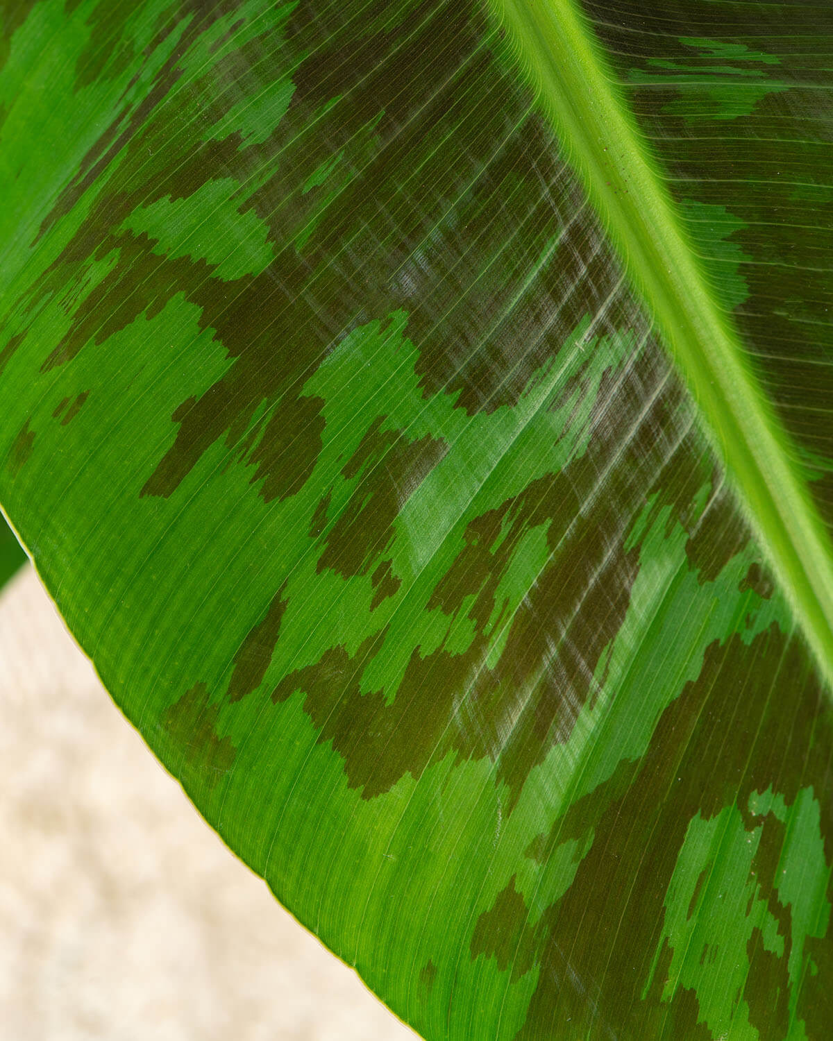 Banana Plant