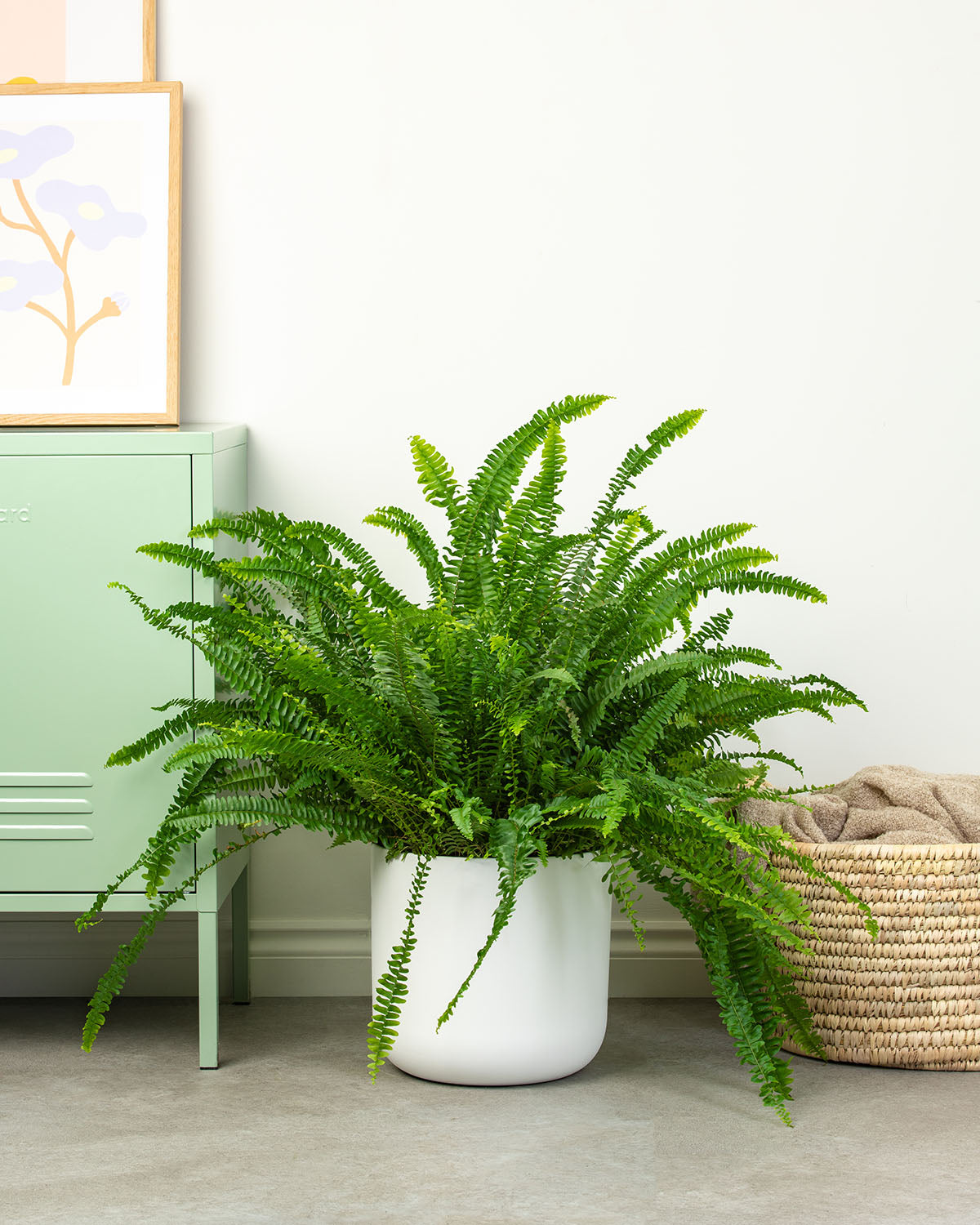 Boston Fern