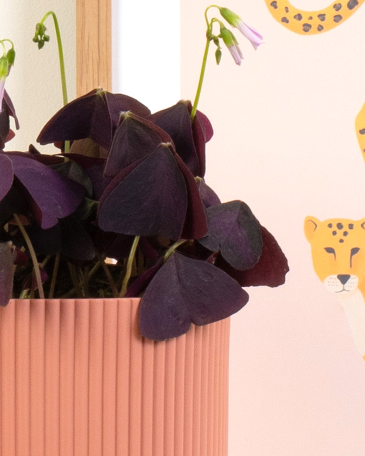 Oxalis False Shamrock