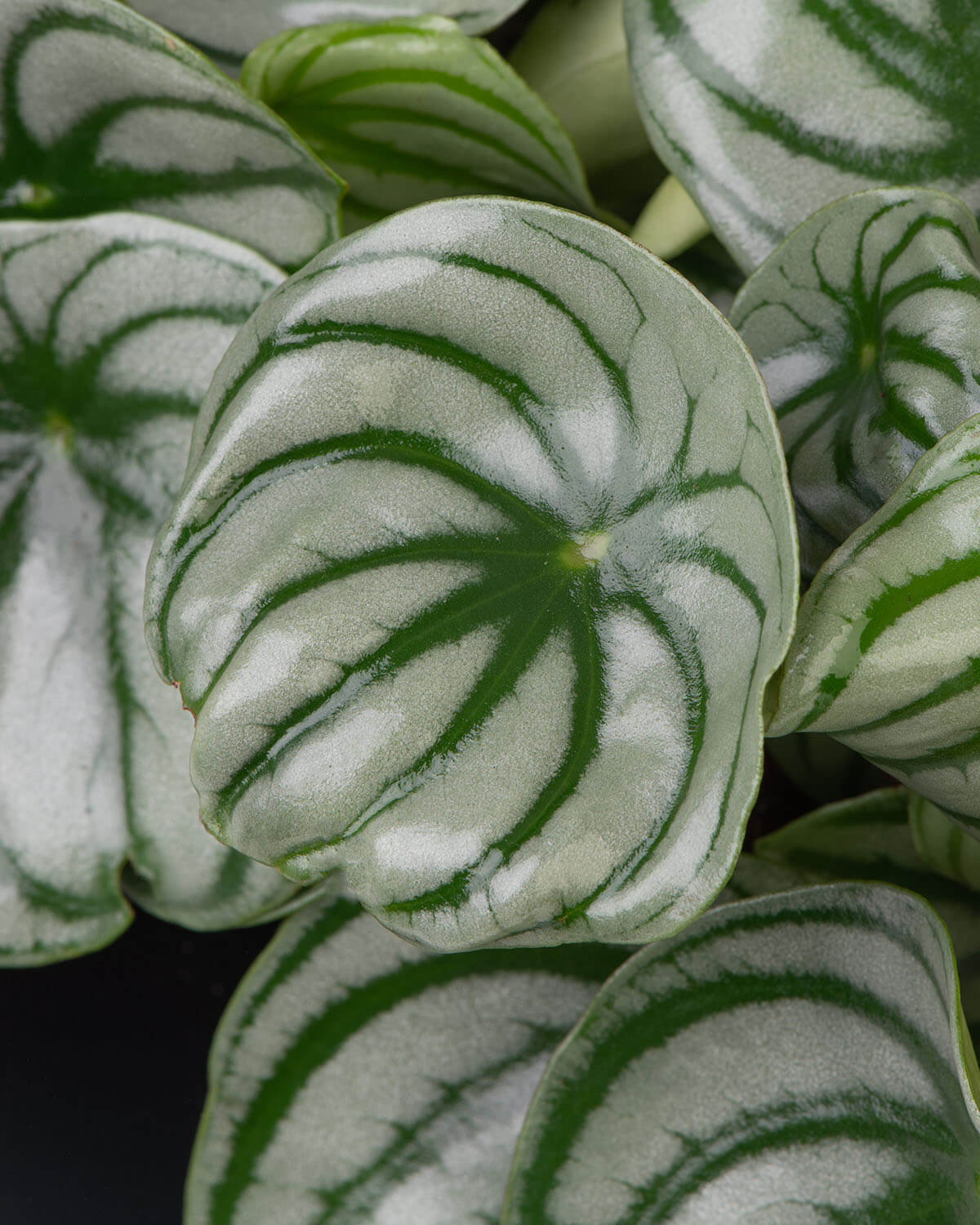 Watermelon Peperomia