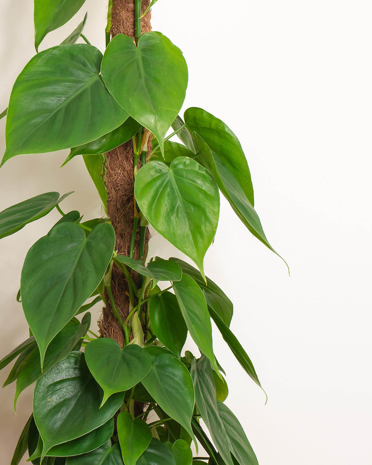 Sweetheart Plant