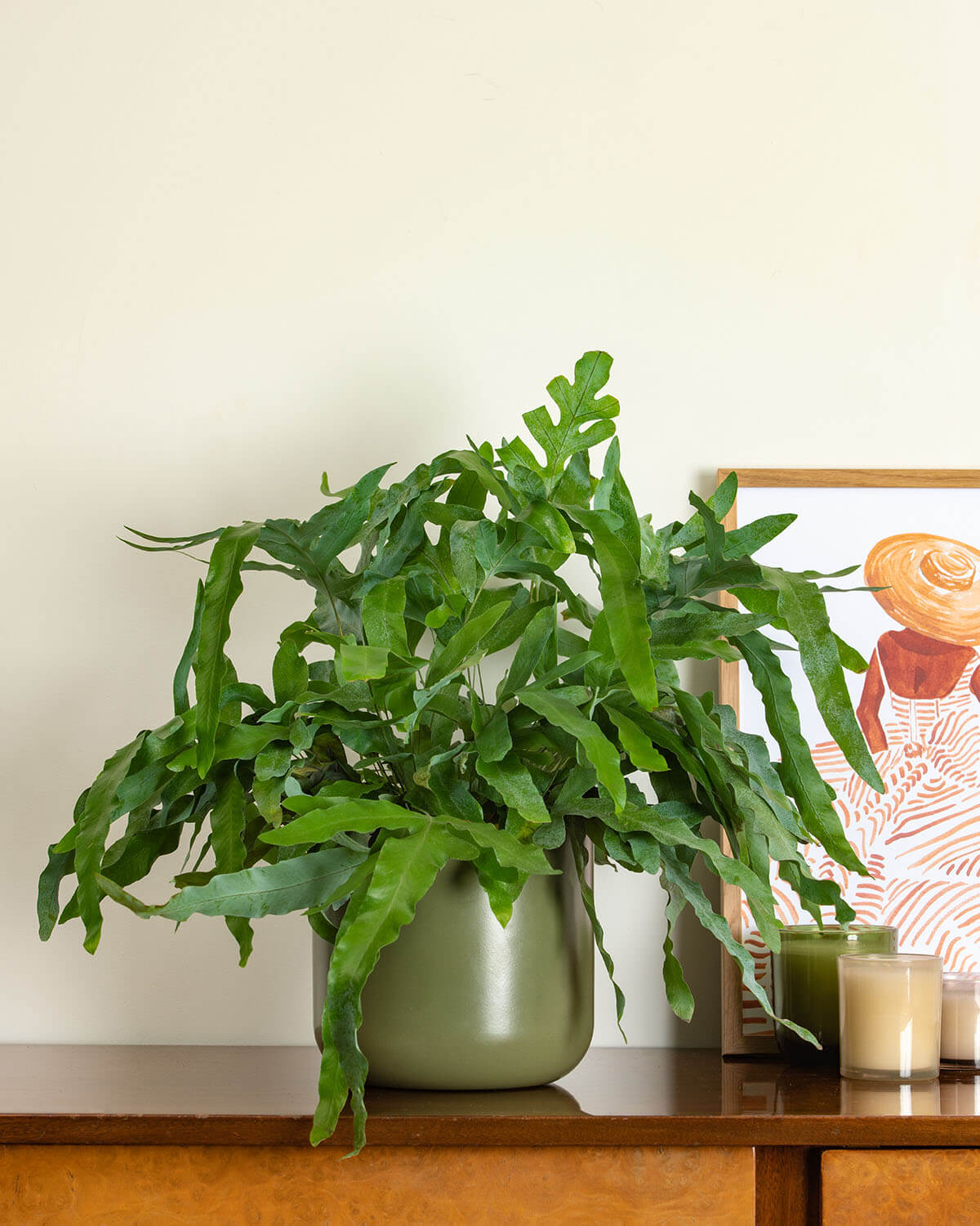 Blue Star Fern