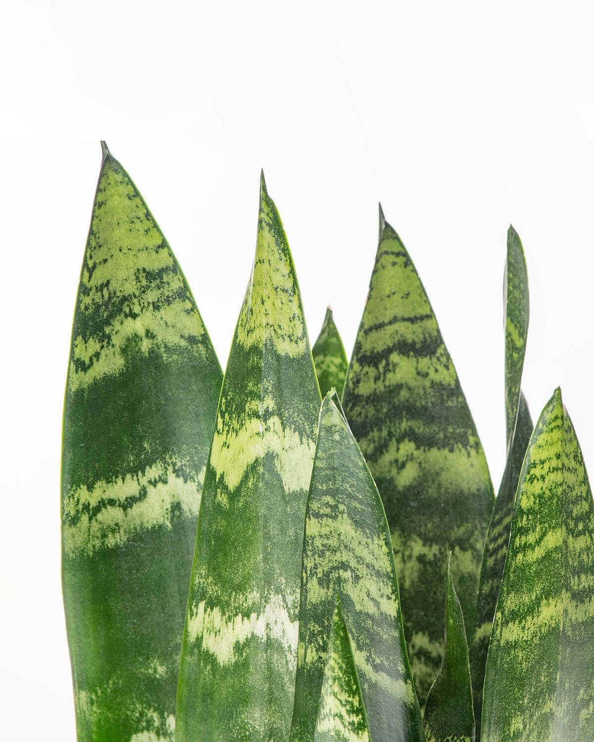 Black Coral Snake Plant