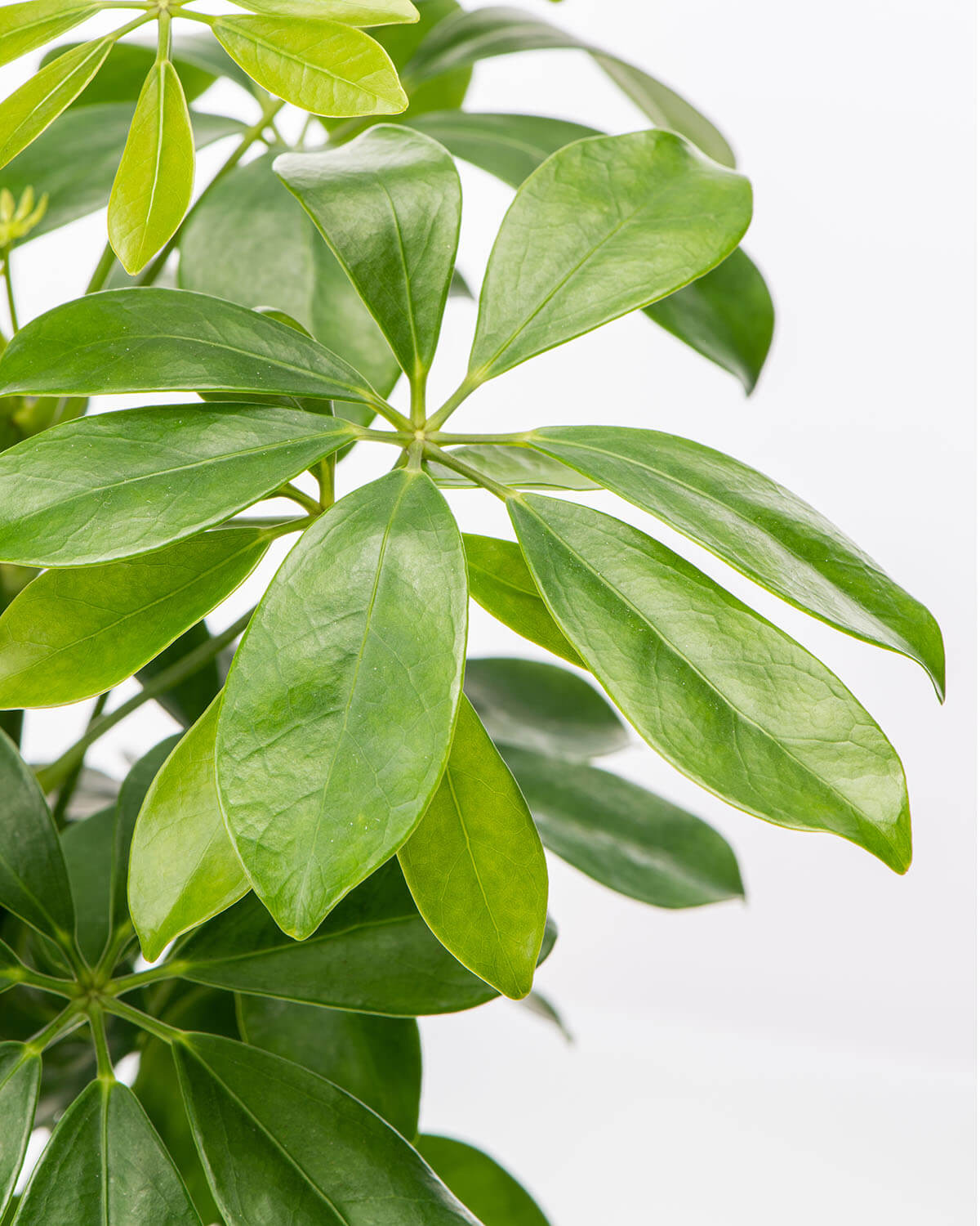 Green Umbrella Tree