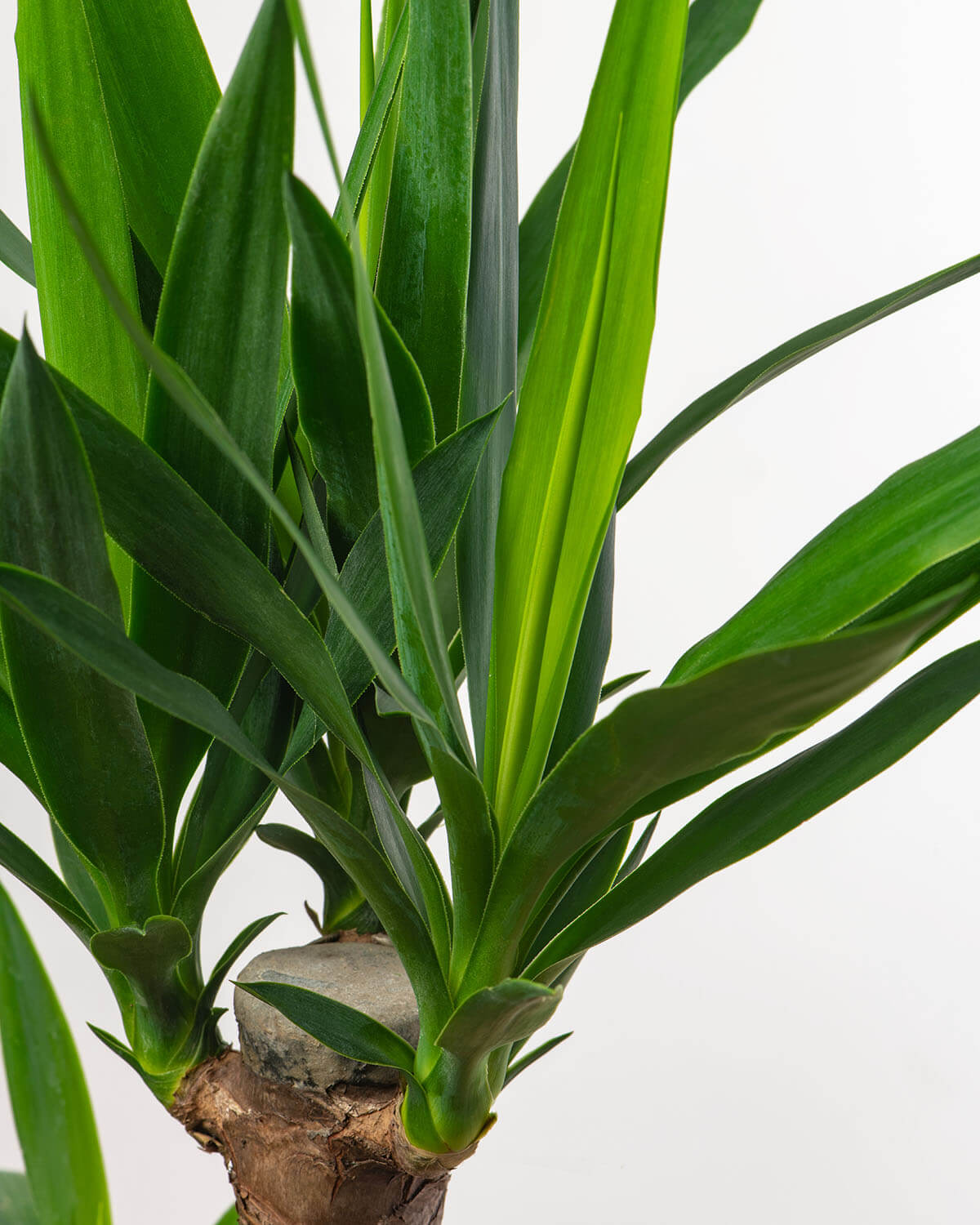 Yucca