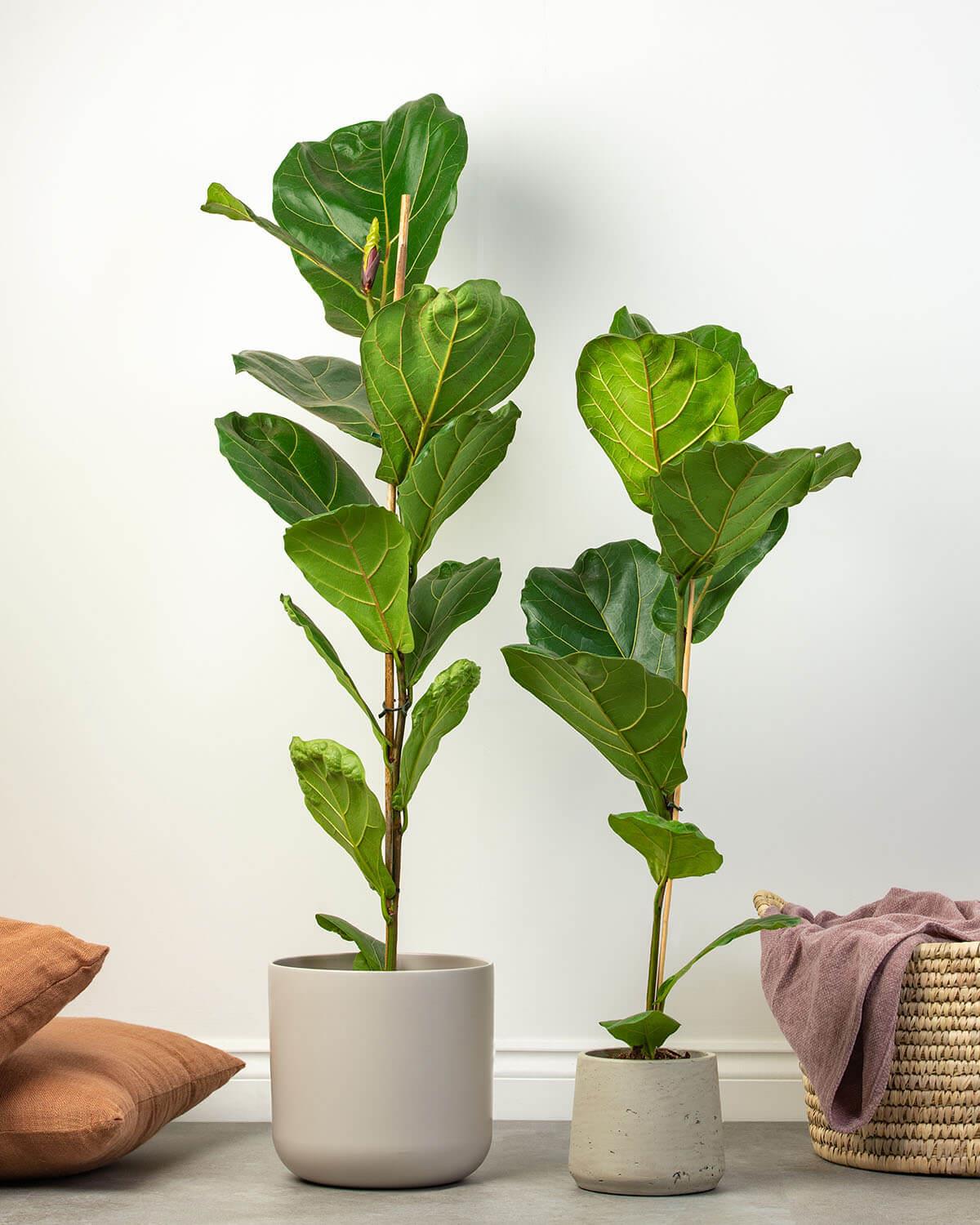 Fiddle-leaf Fig