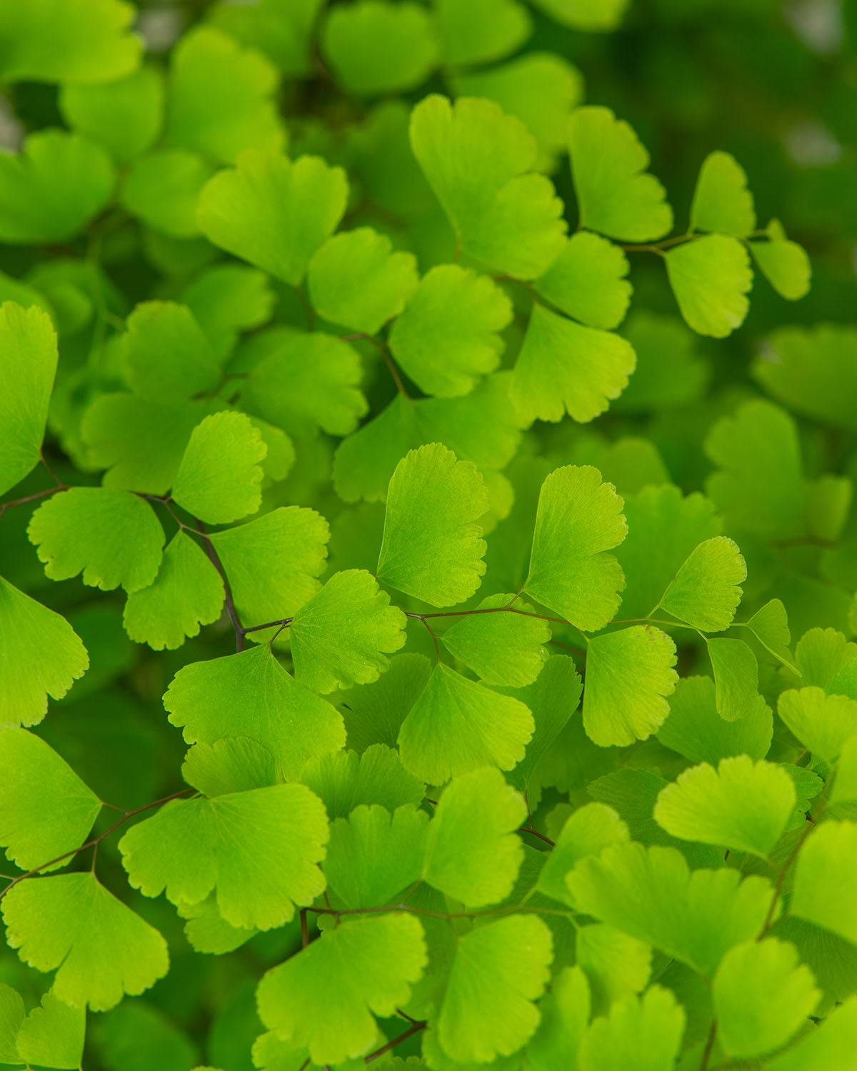 Maidenhair Fern