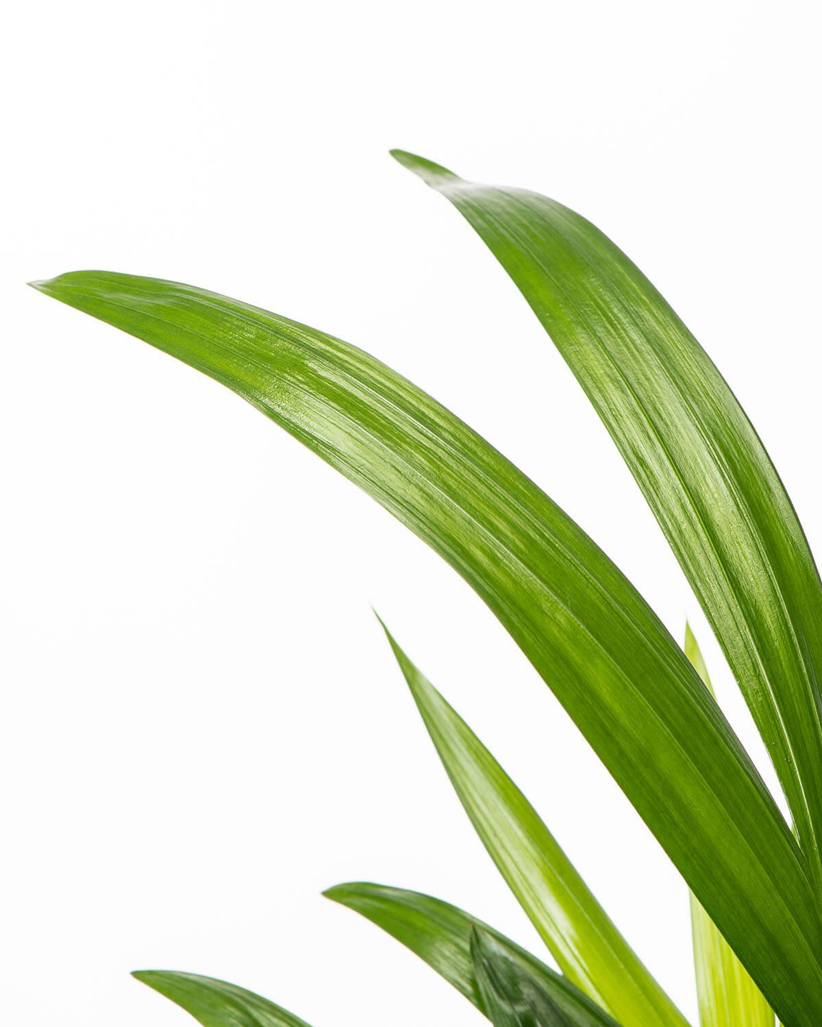 Areca Palm