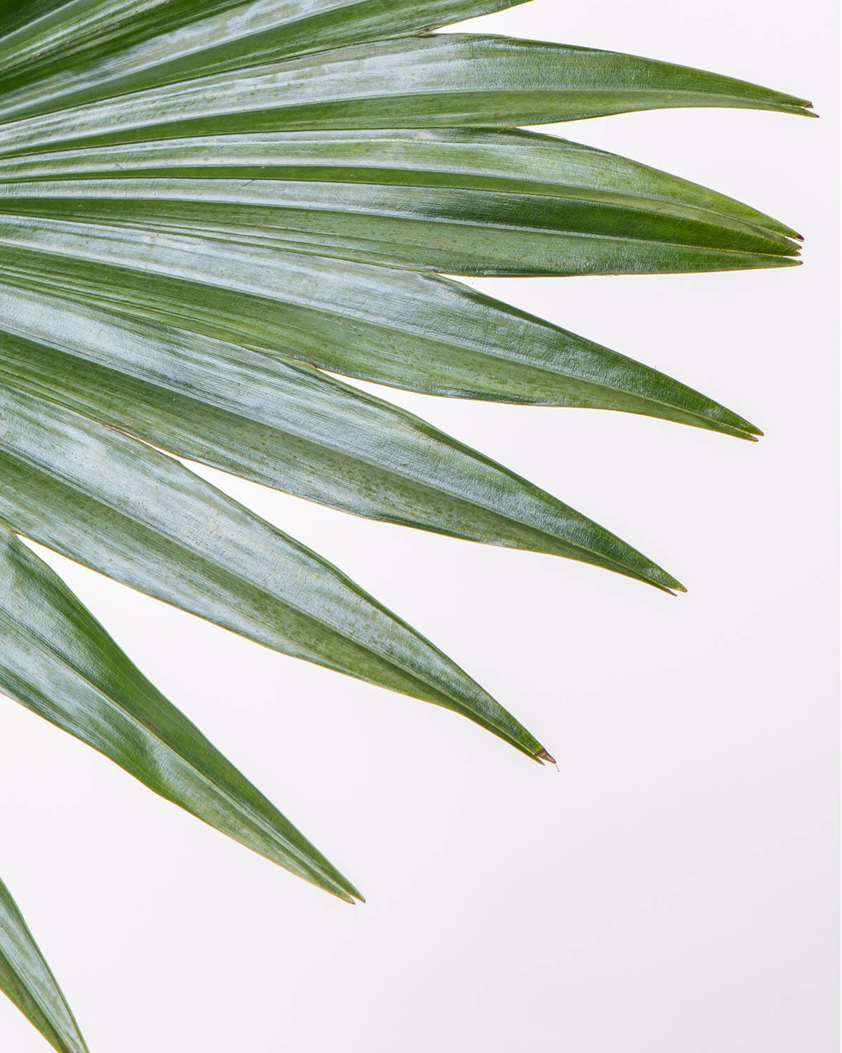 Footstool Palm