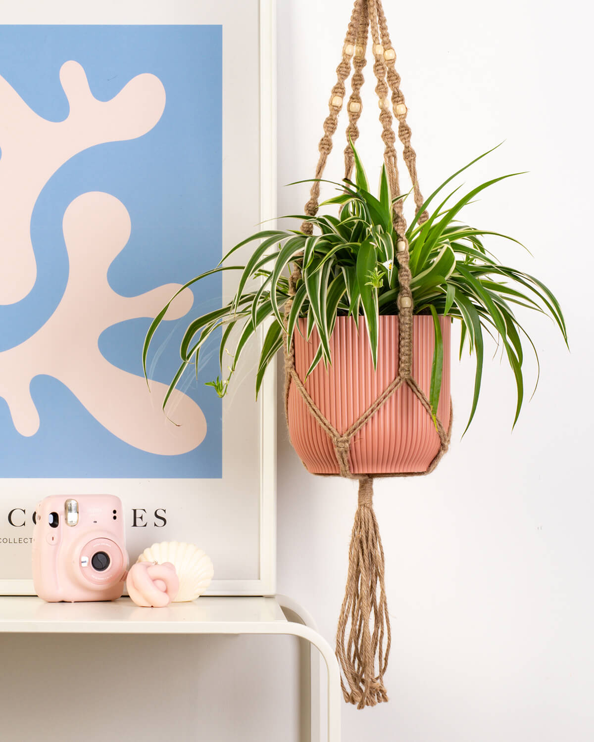 Curly Spider Plant