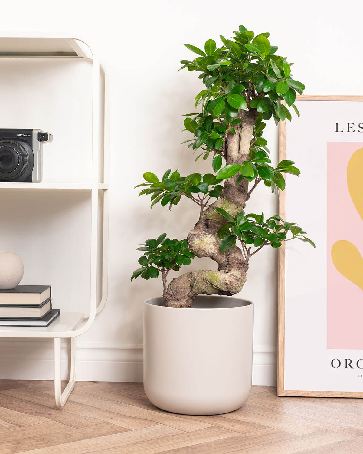 Ficus Bonsai Tree