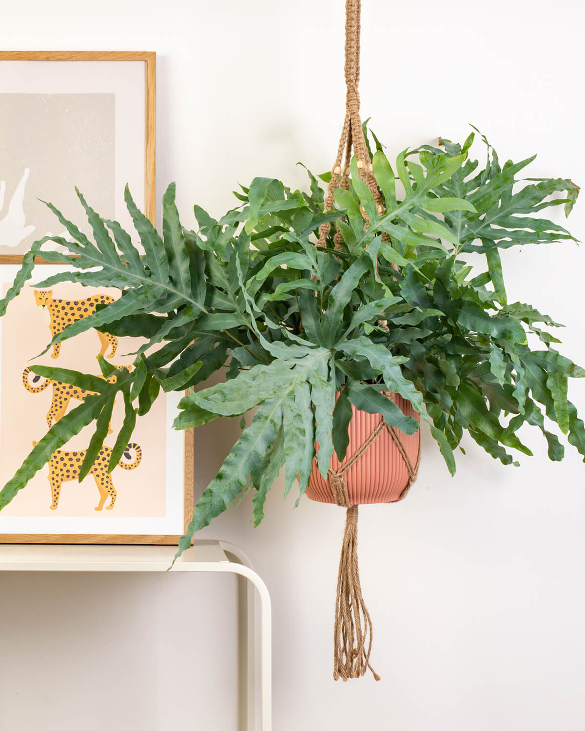 Blue Star Fern