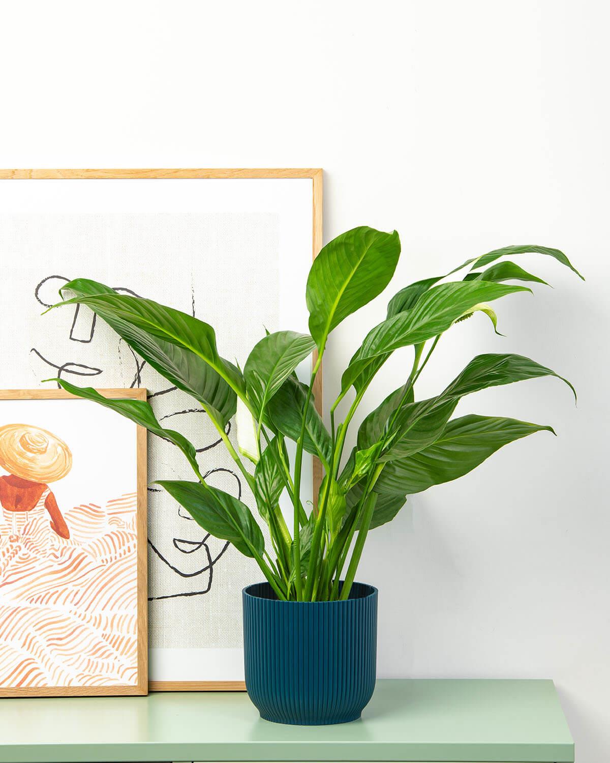 Peace Lily
