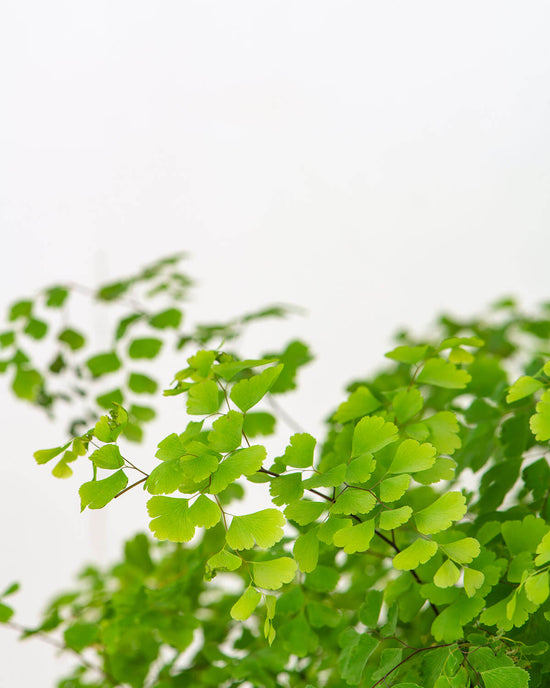 Prickle Plants Humidity