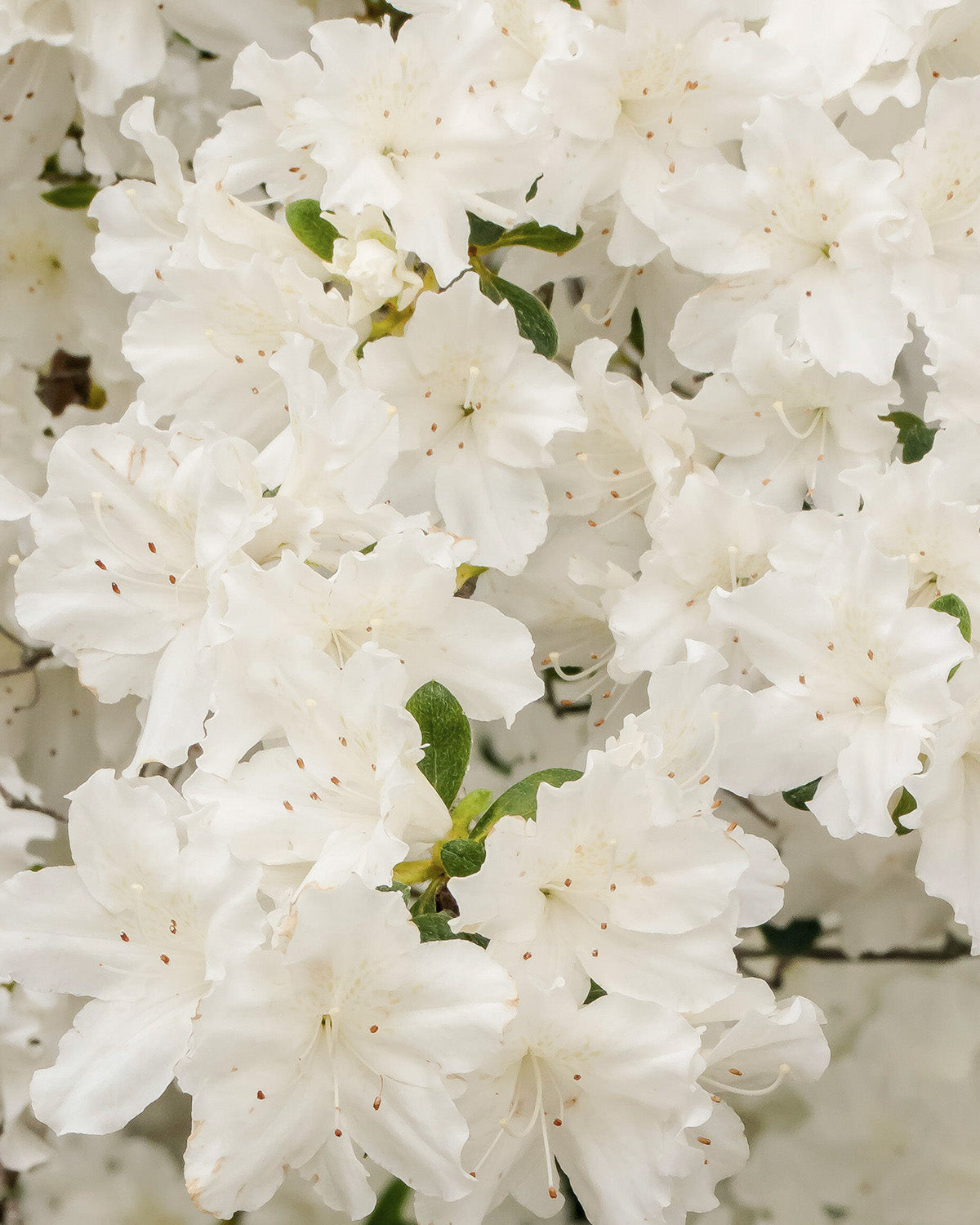 White Azalea Patio Tree