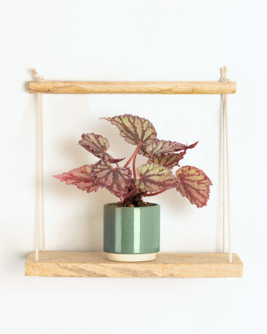 Lil' Dew Drop Begonia