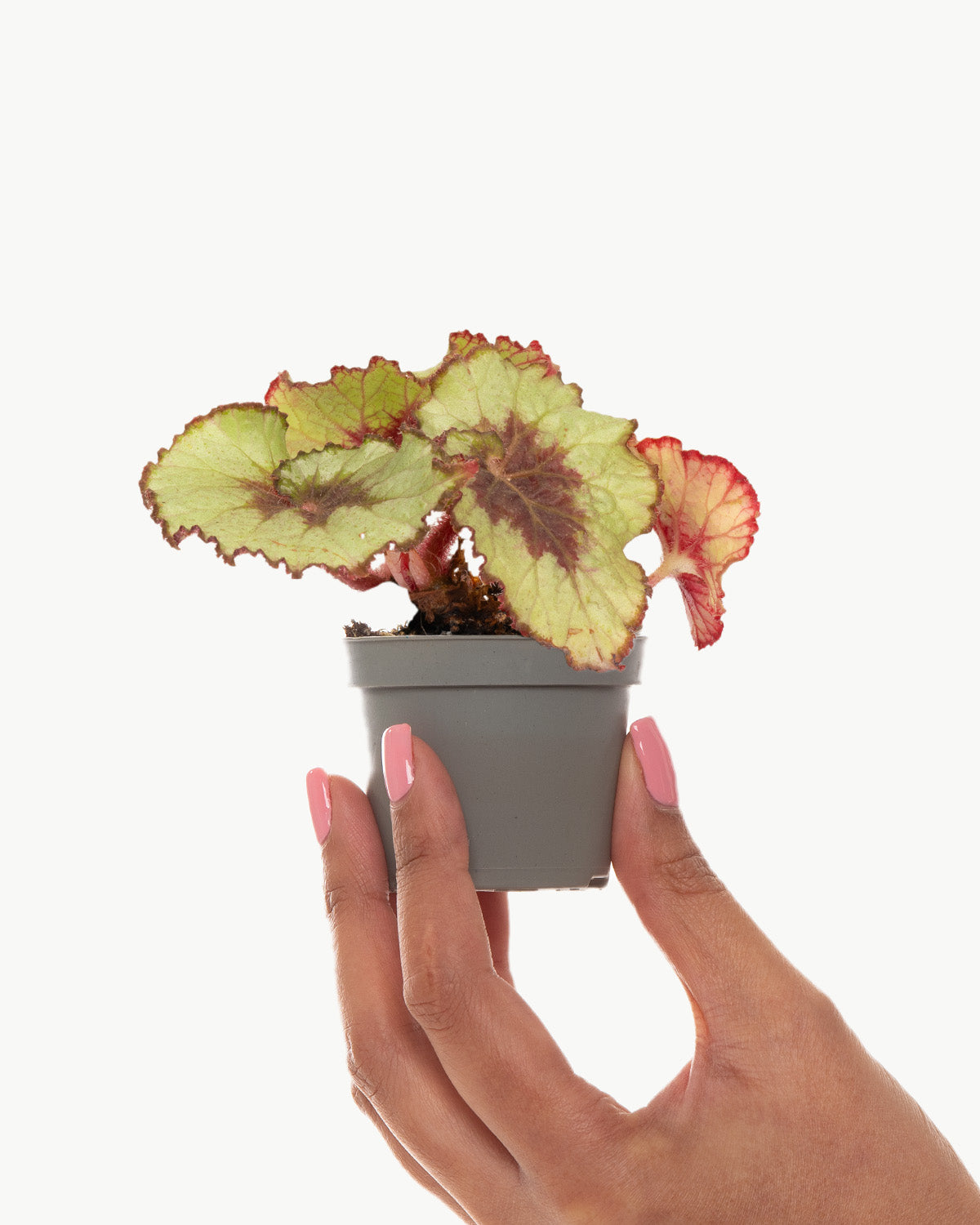 Lil' Snail Begonia