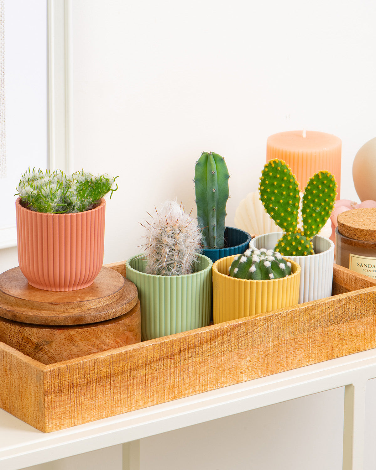 Cactus Mix | Set of 5 Unique Cacti | Prickle Plants