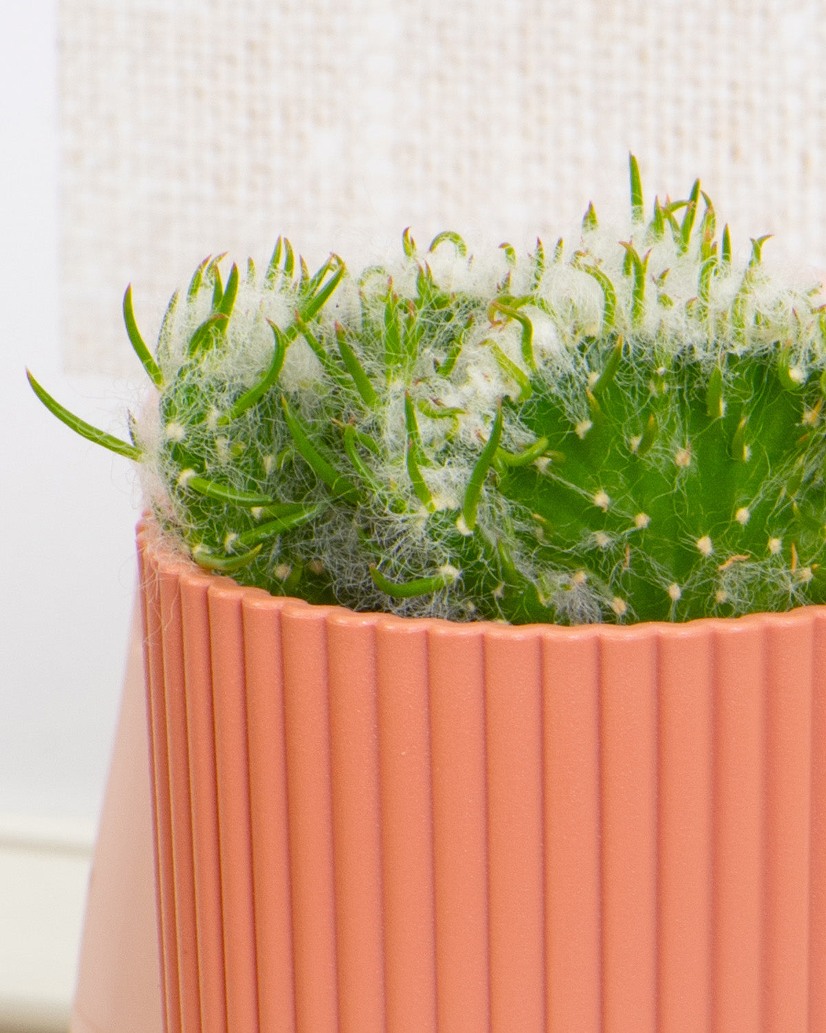 Cactus Mix