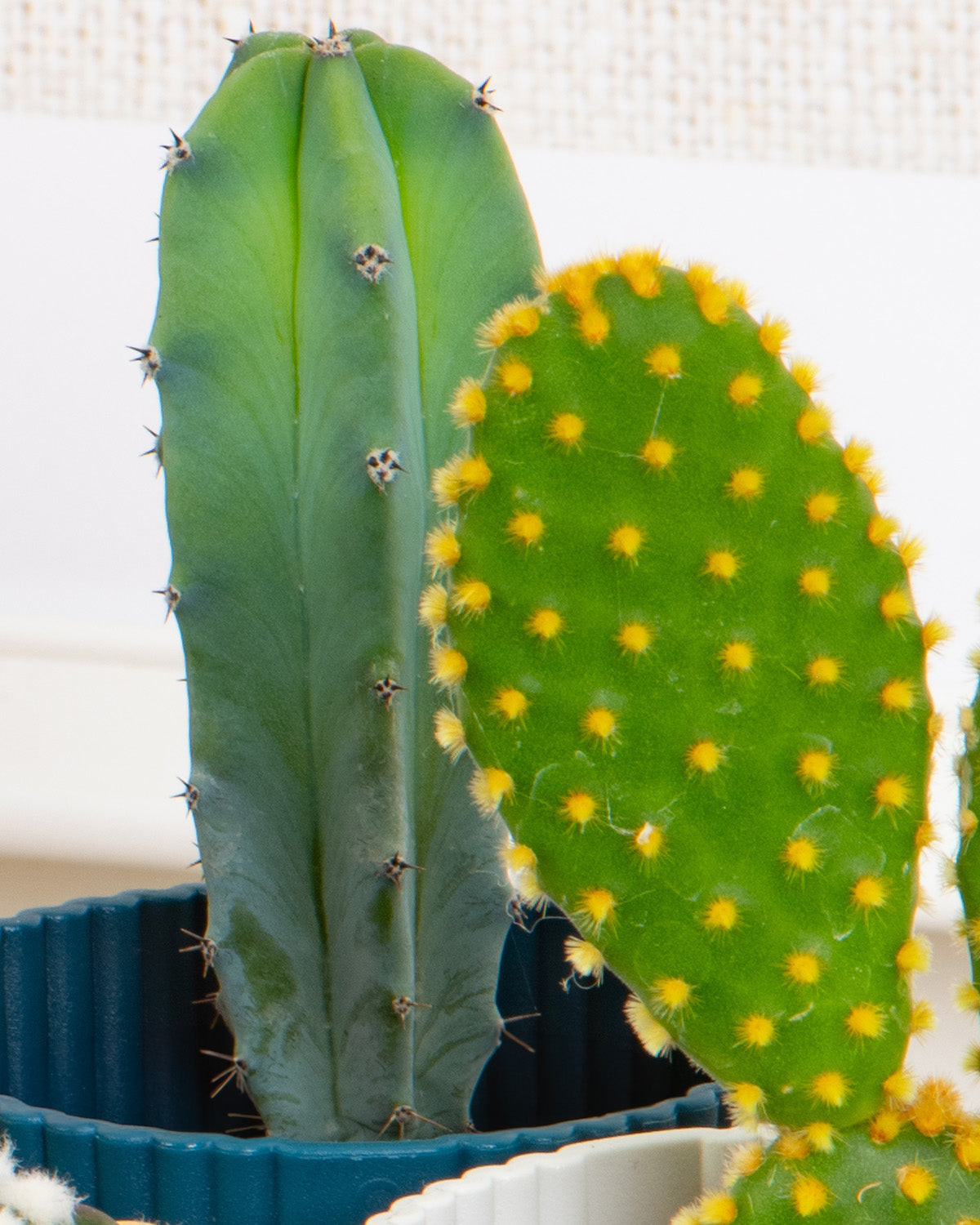 Cactus Mix