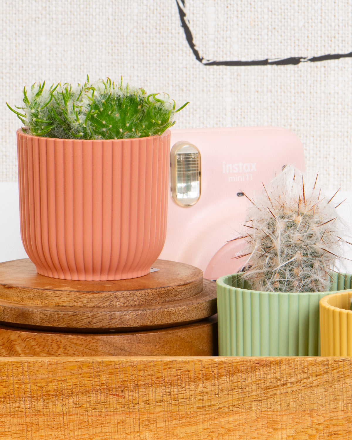 Cactus Mix