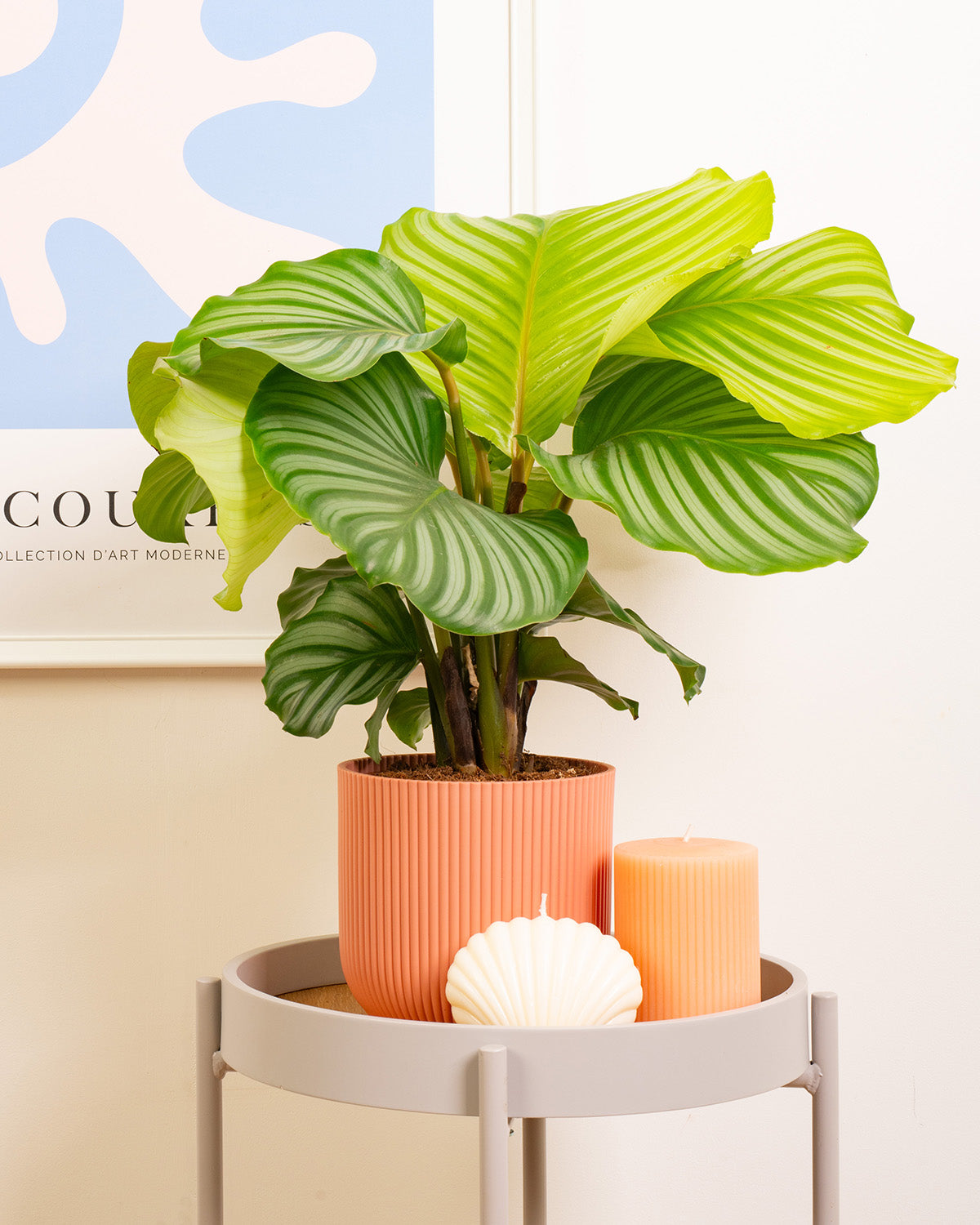 prayer plant orbifolia Orbifolia Prayer Plant | Calathea Orbifolia