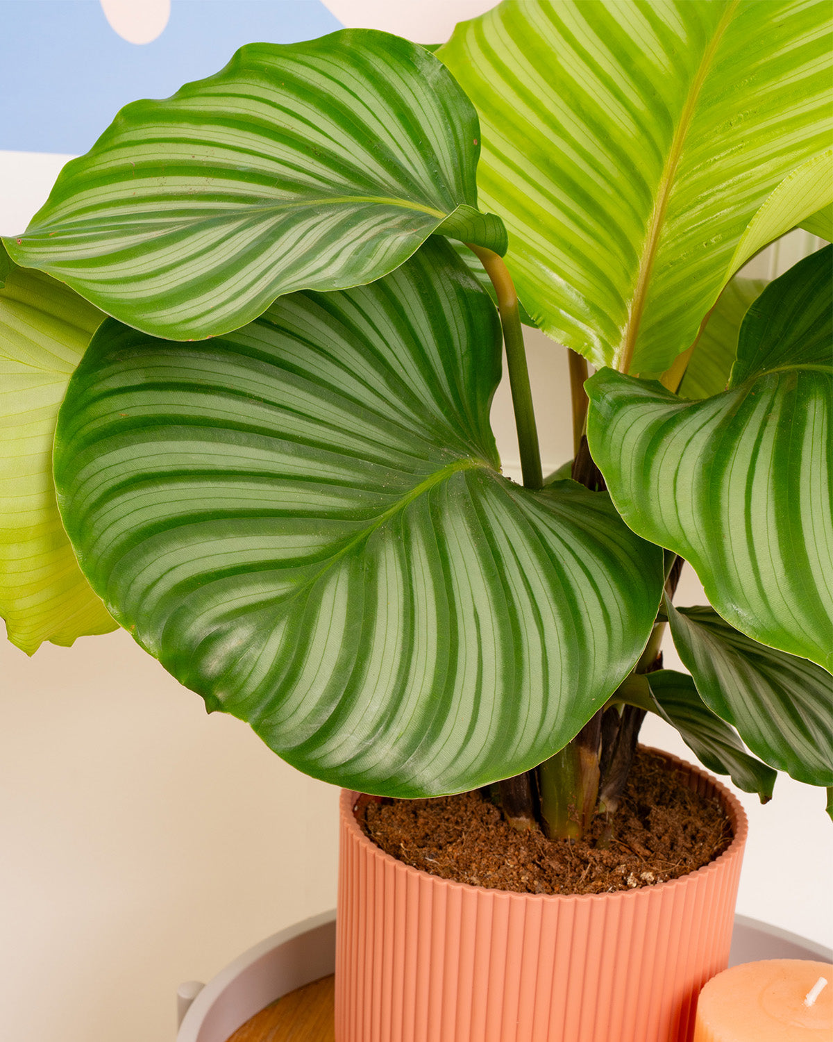 Orbifolia Prayer Plant