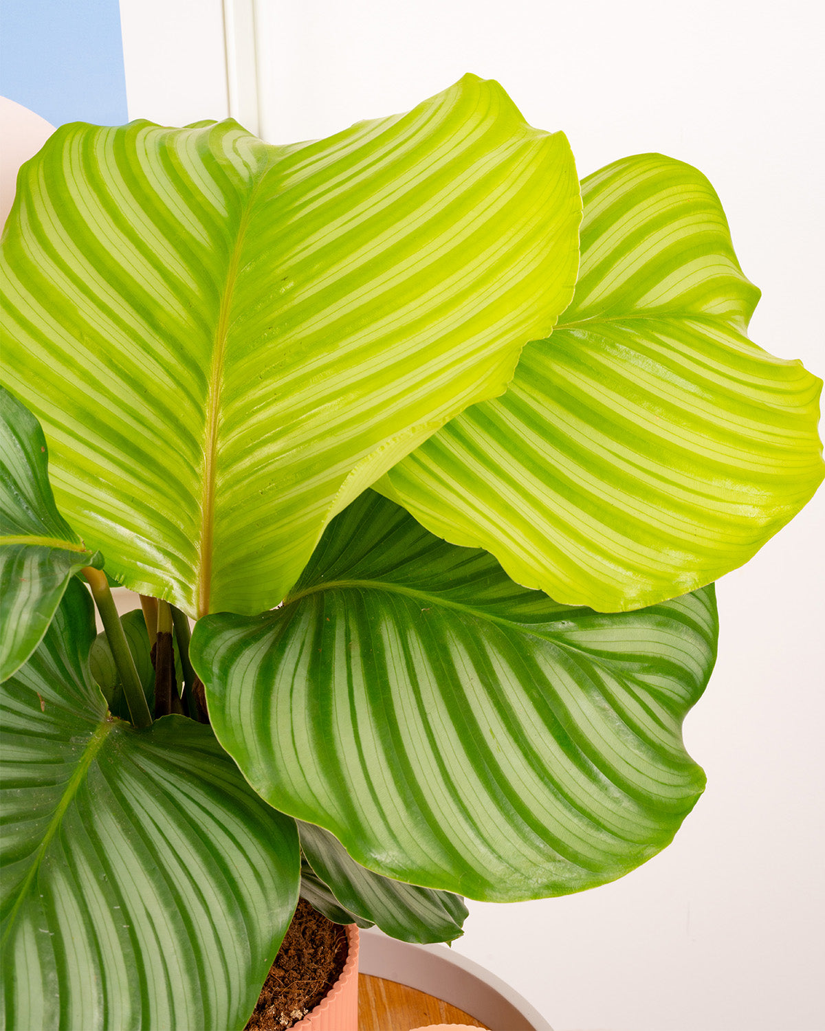 Orbifolia Prayer Plant