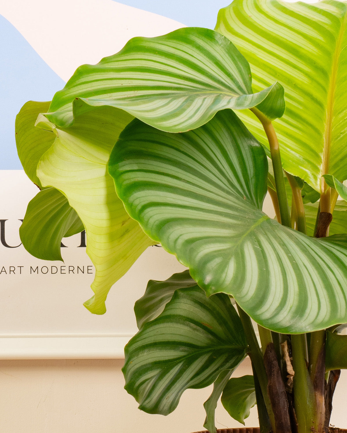 Orbifolia Prayer Plant