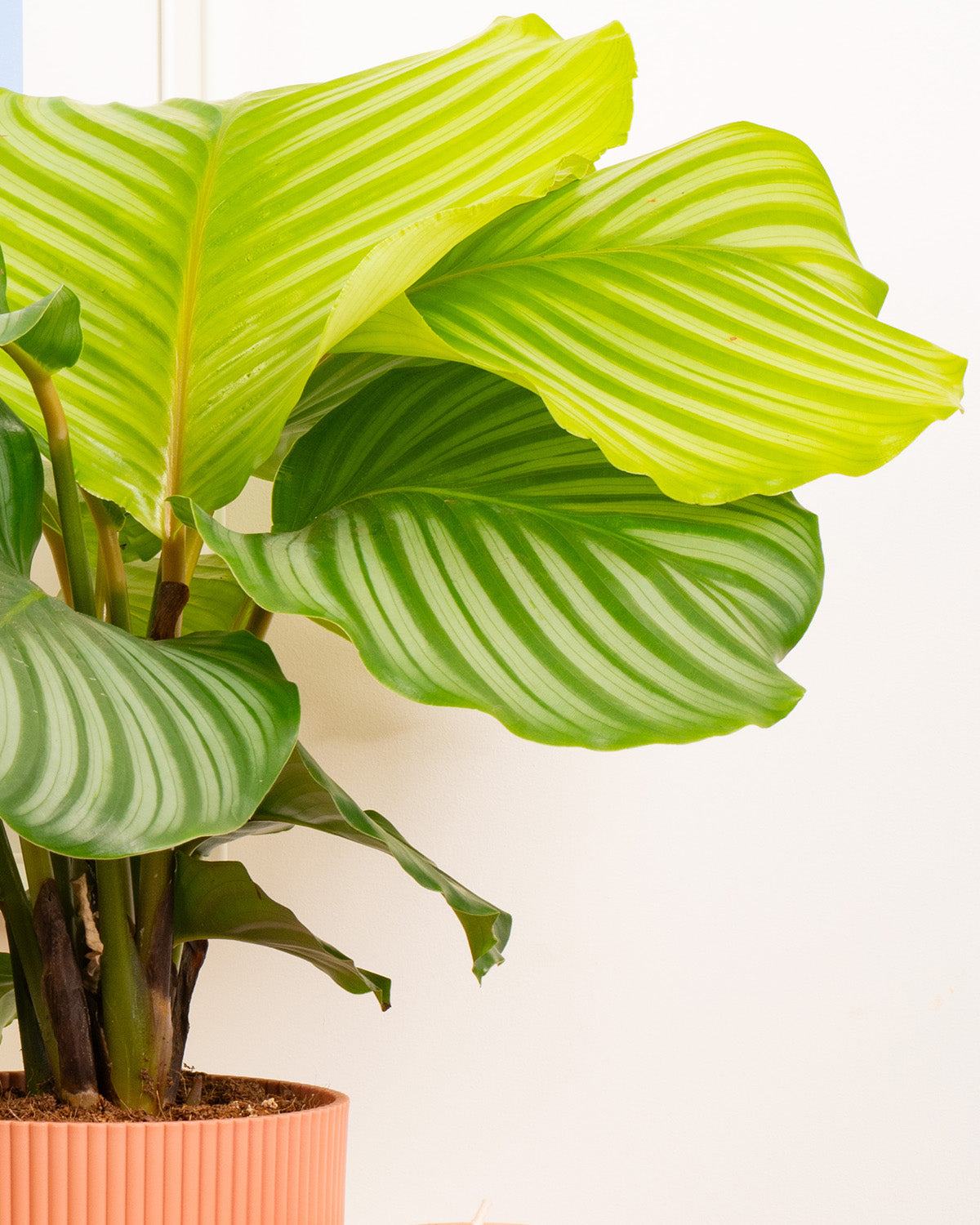 Orbifolia Prayer Plant