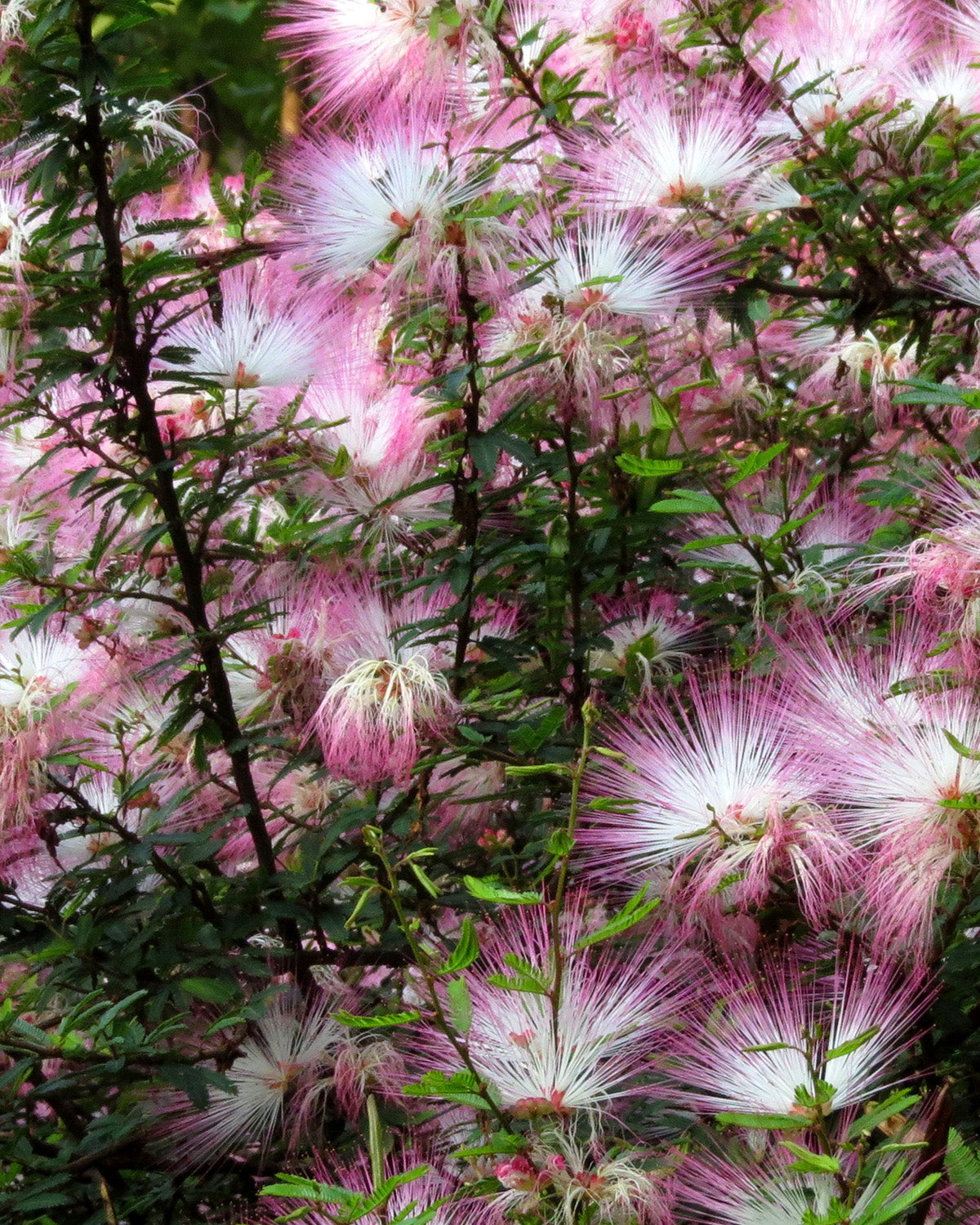 Powder Puff Patio Tree