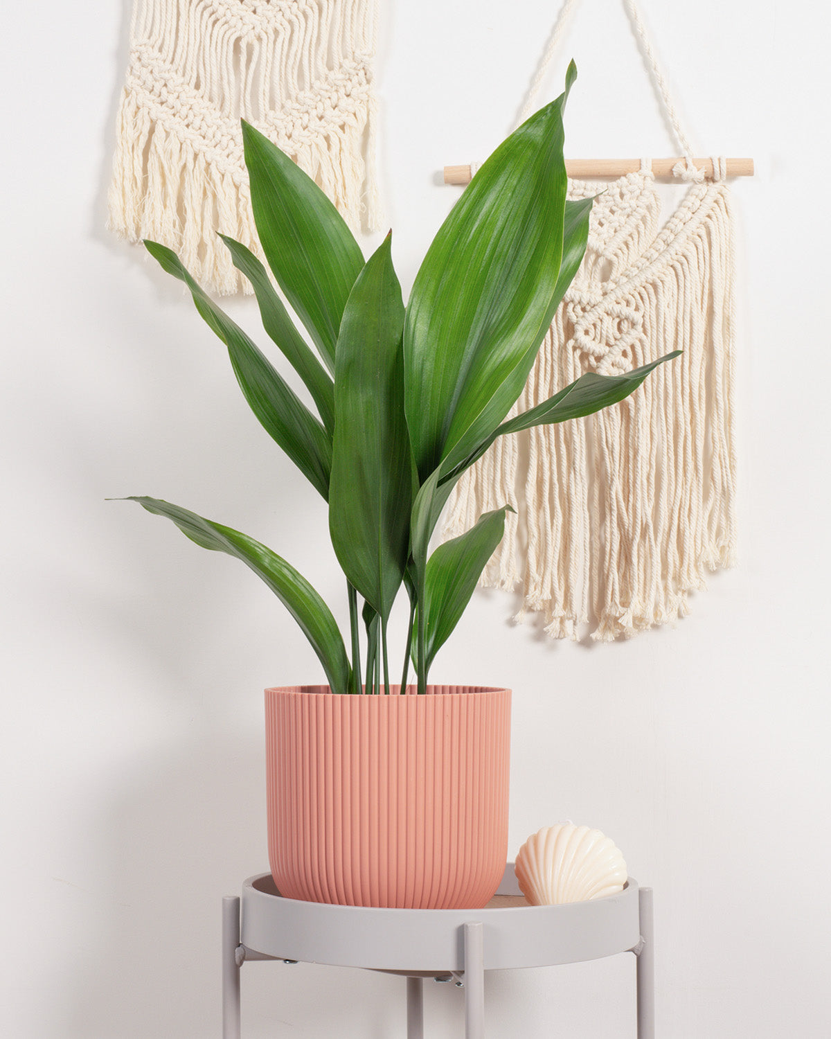 Cast Iron Plant