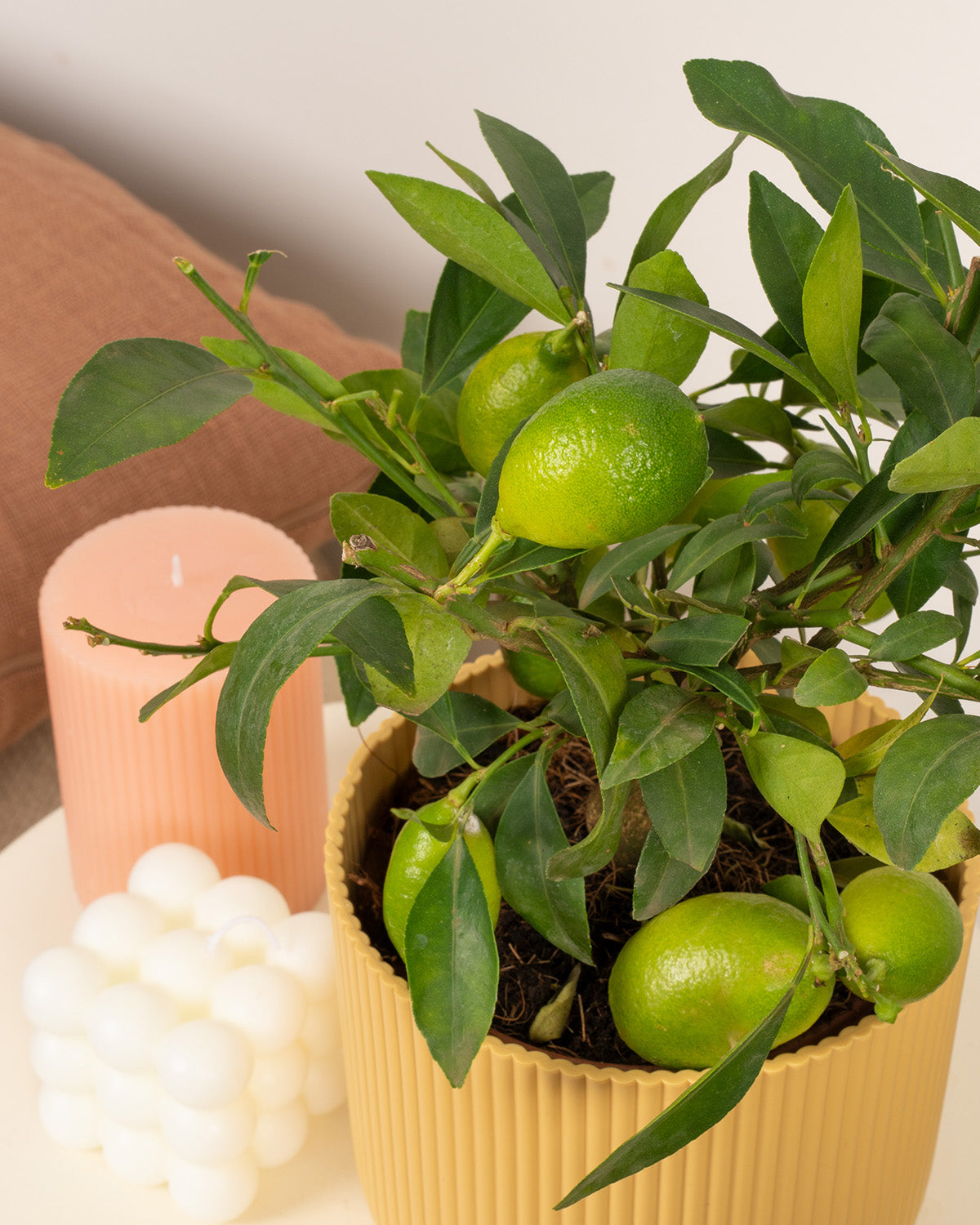 Citrus Lemon Tree