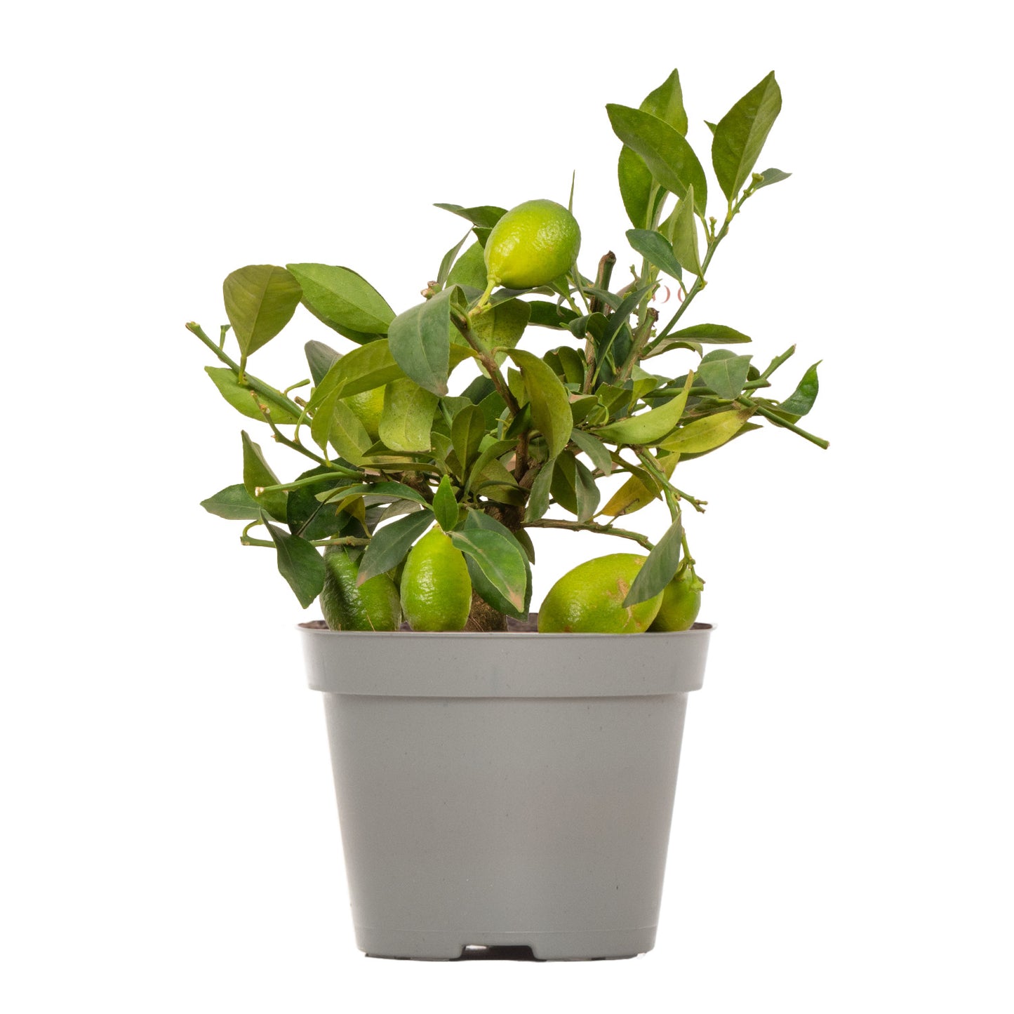 Citrus Lemon Tree