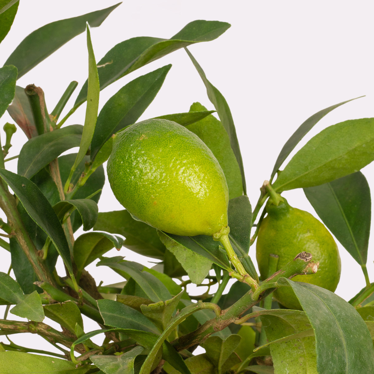Citrus Lemon Tree