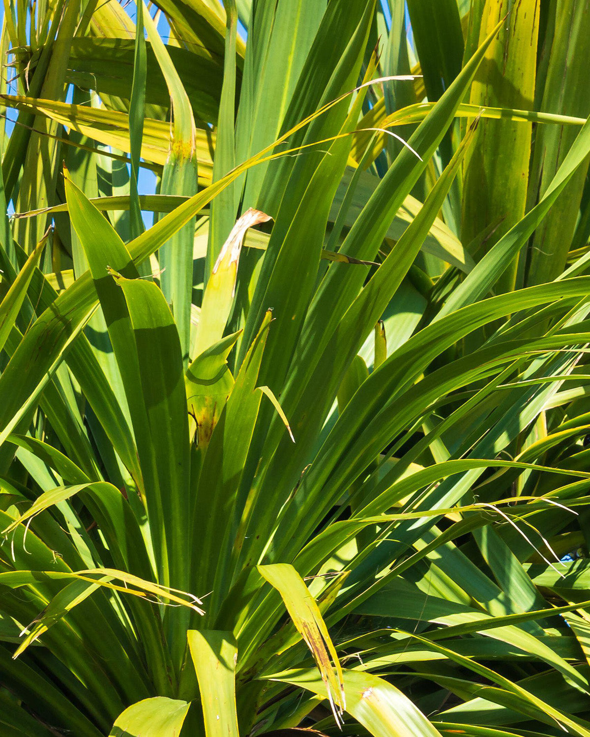 Green Cabbage Palm