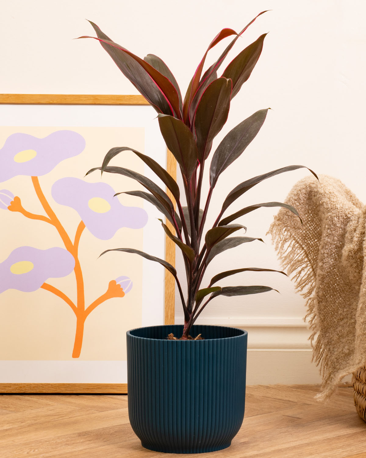Tango Cabbage Palm