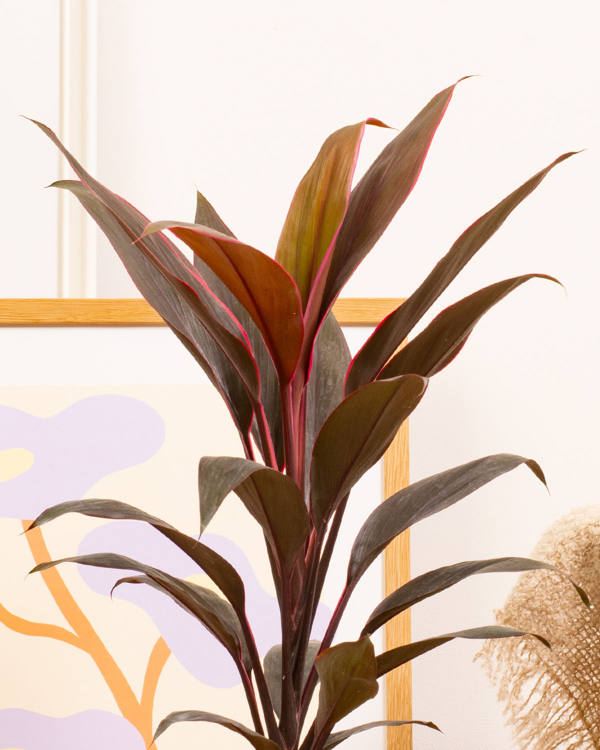 Tango Cabbage Palm